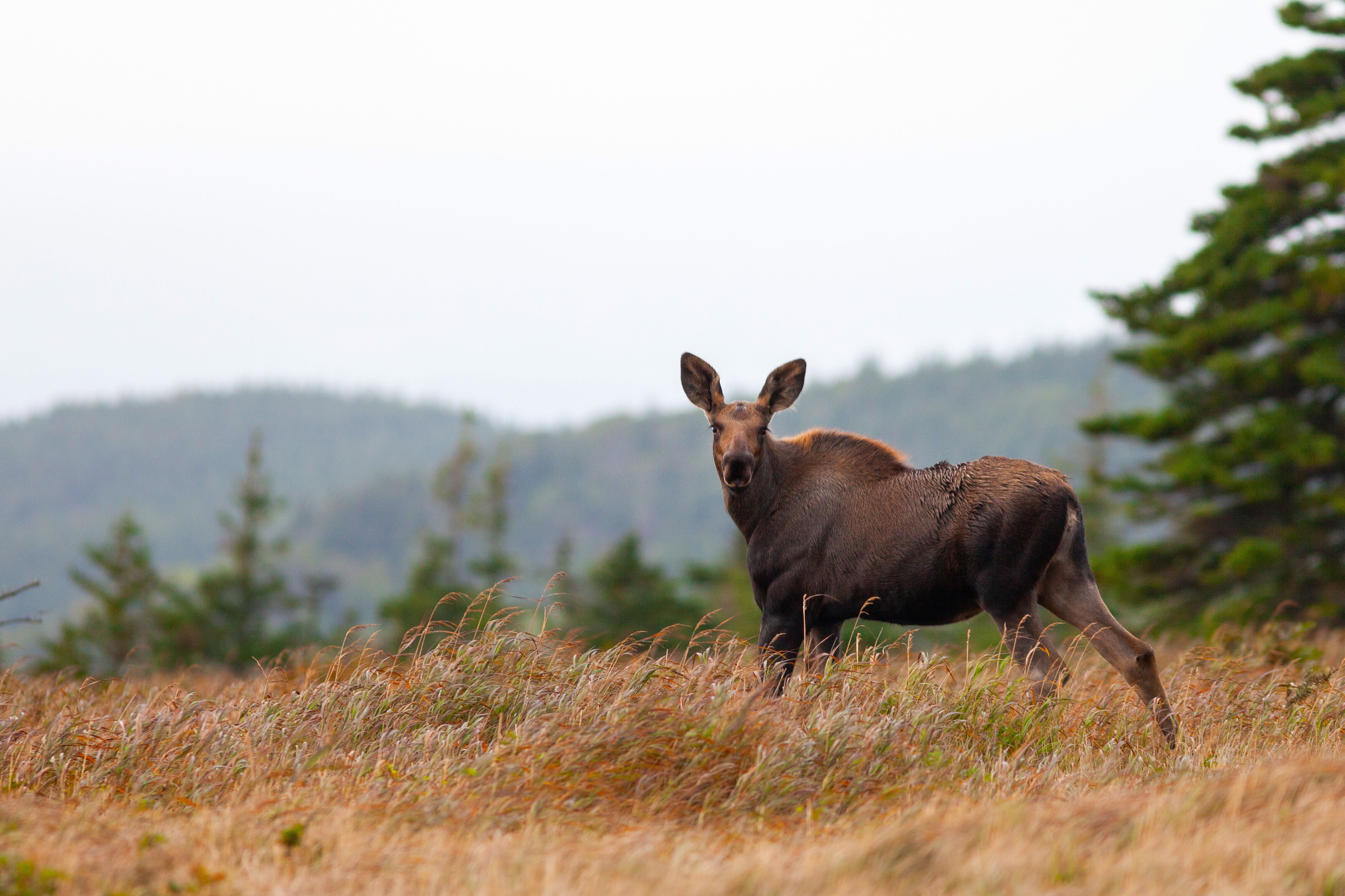 Ein Elch im Cape Breton Highlands National Park
