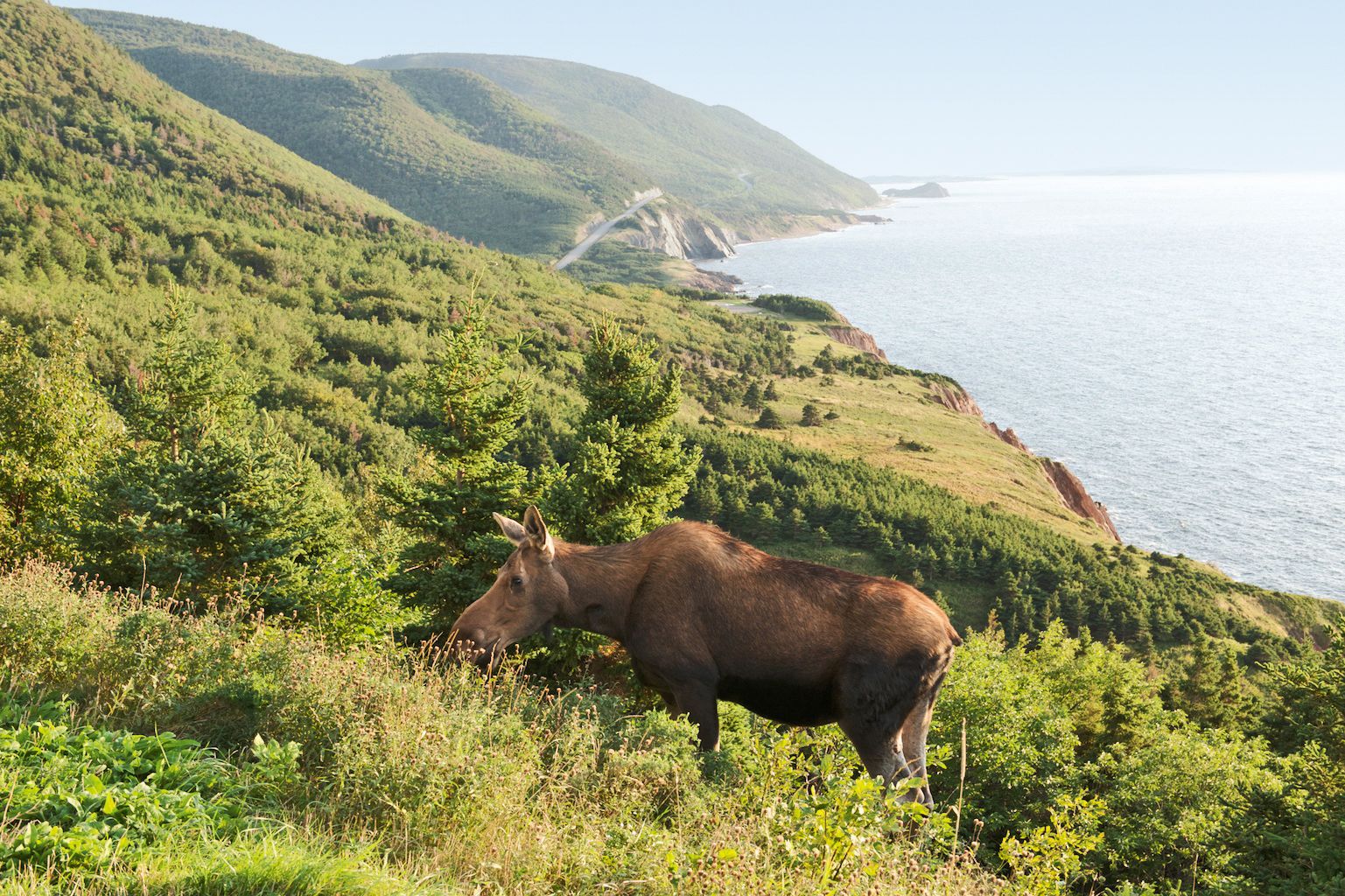 Elch auf Cape Breton Island