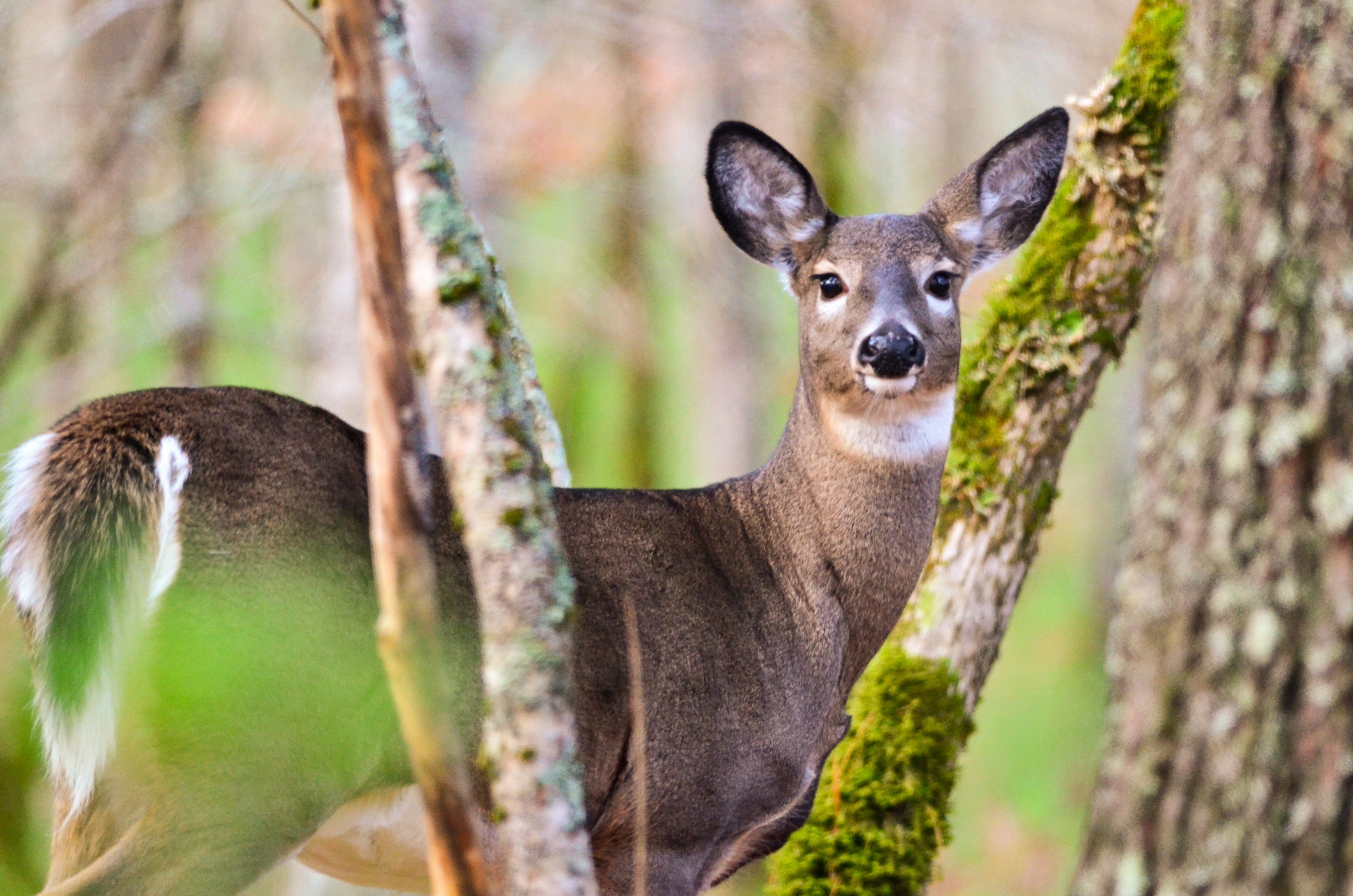 Ein Reh im Kejimkujik National Park, Nova Scotia