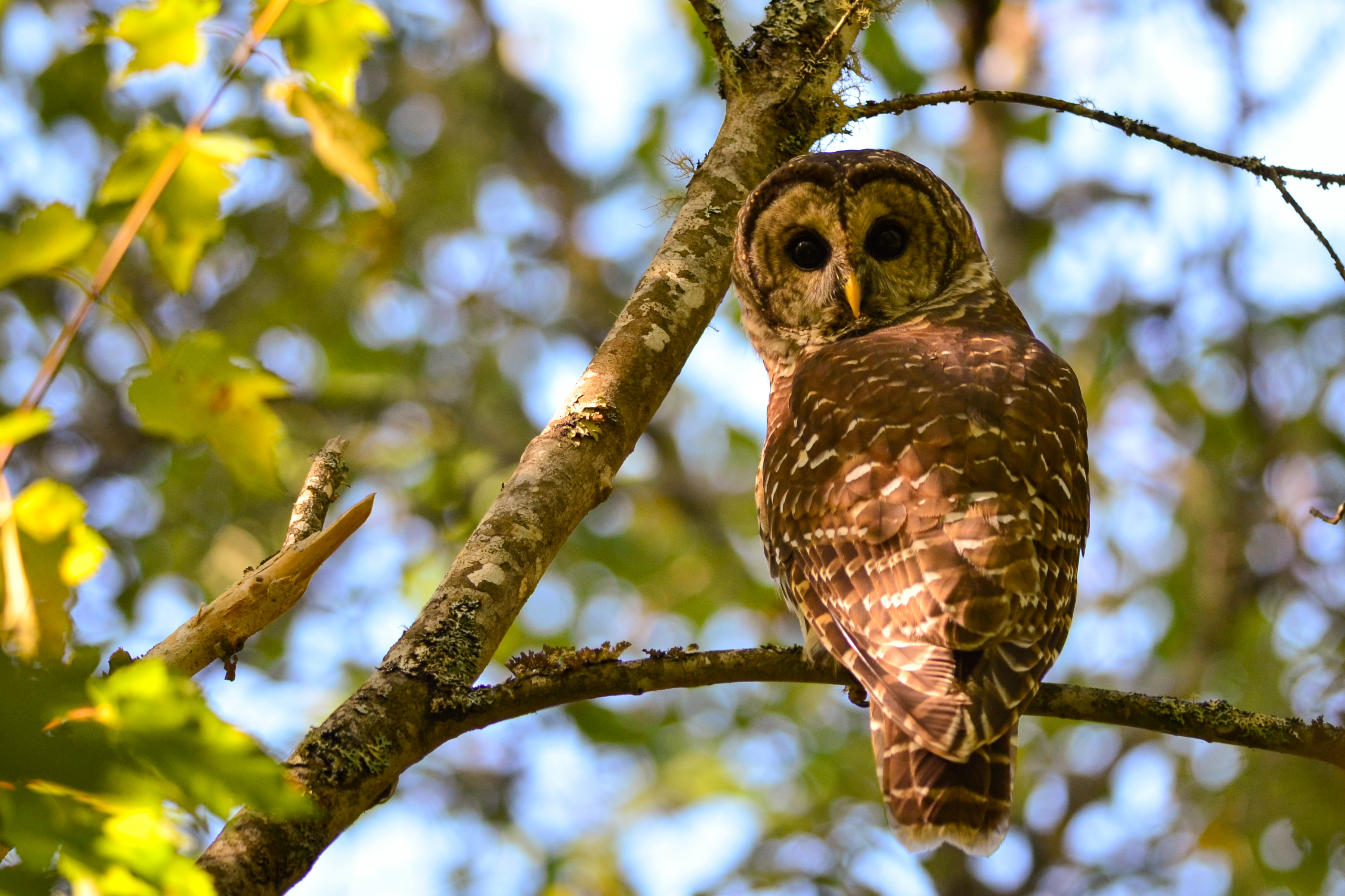 Eine Eule unterwegs im Kejimkujik National Park in Nova Scotia