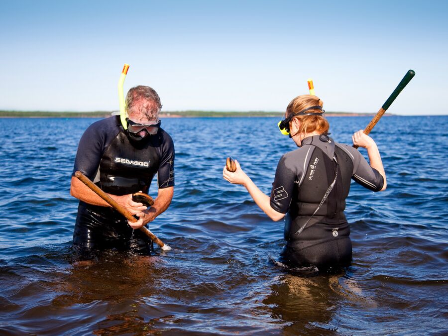 Tauchen nach Riesenmuscheln, PEI