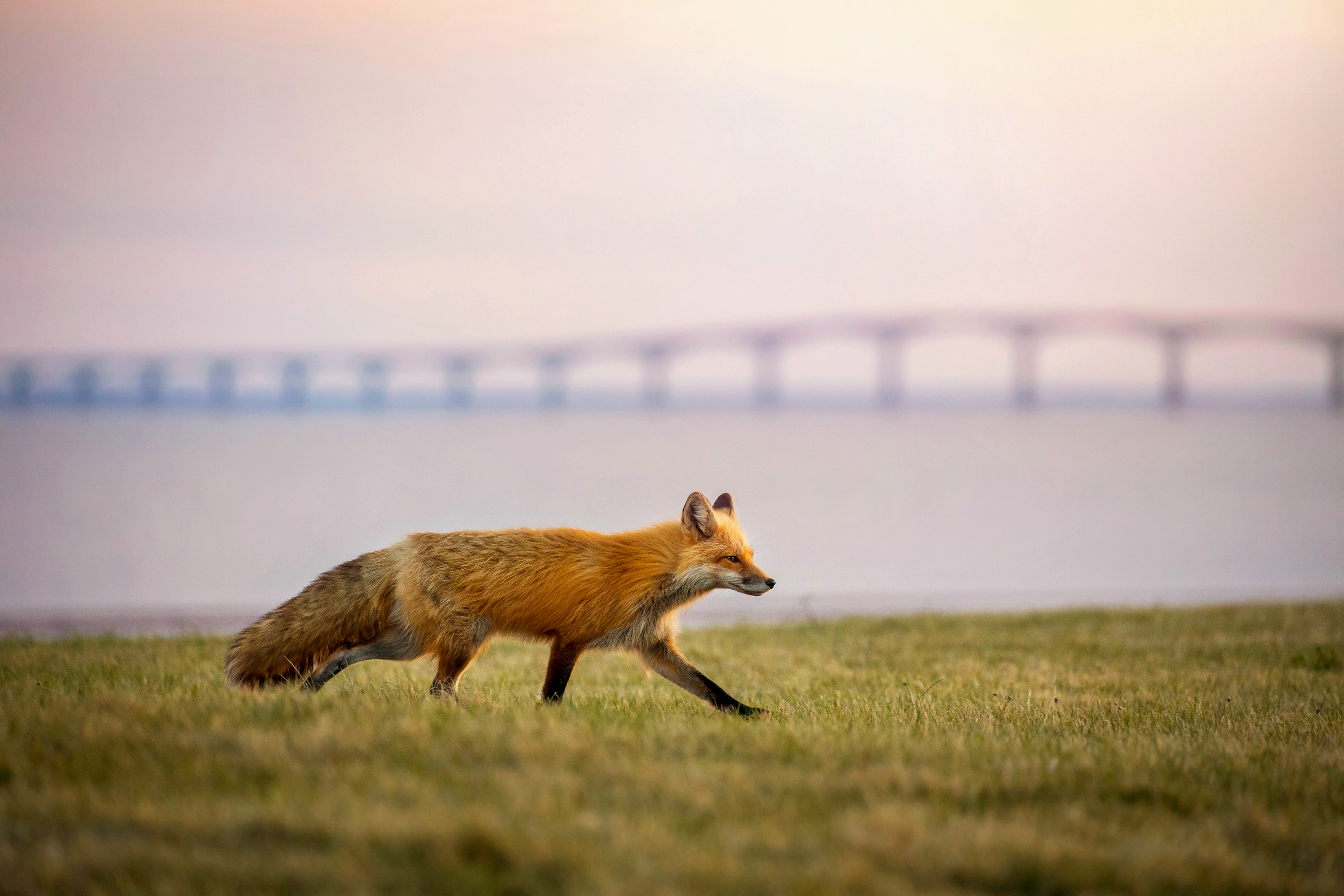 Ein Fuch läuft vorbei an der bekannten Confederation Bridge auf Prince Edward Island