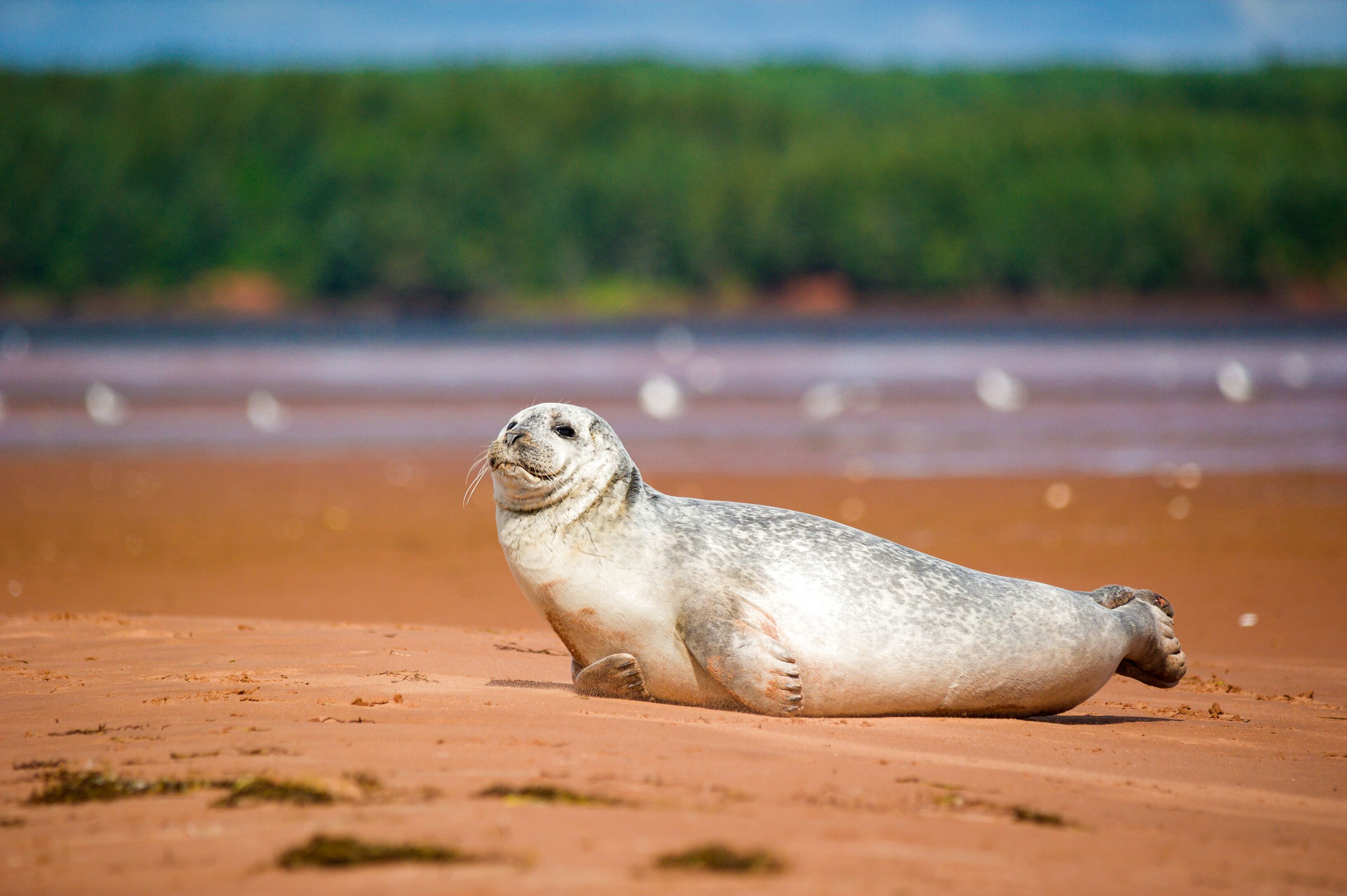 Eine Robbe sonnt sich am Strand von Prince Edward Island
