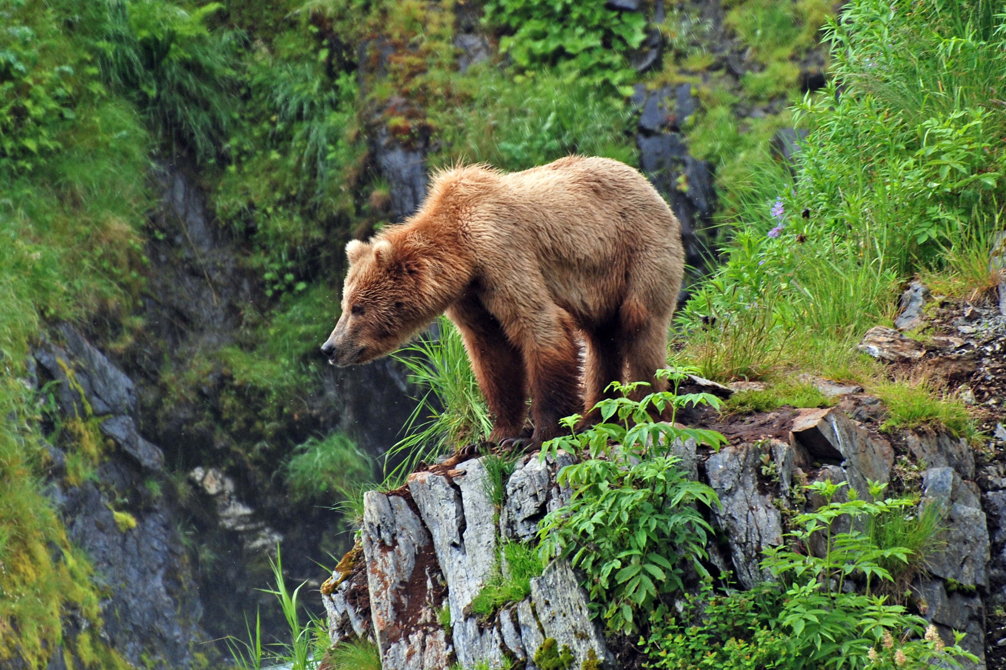 Ein Grizzlybär in den Rocky Mountains