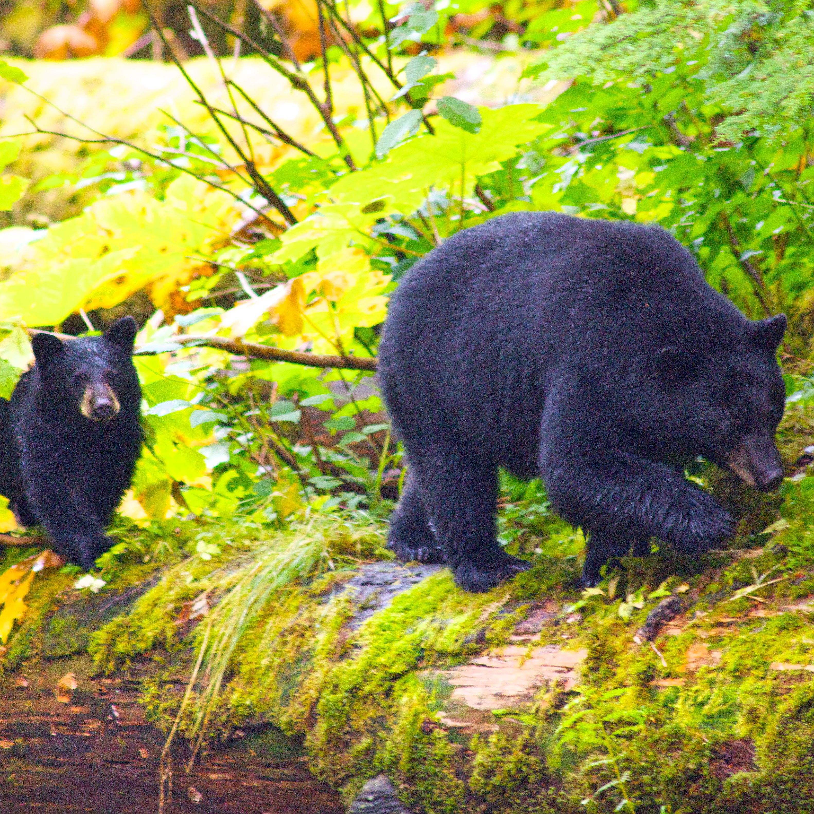 Impression Aboriginal BC content campaign