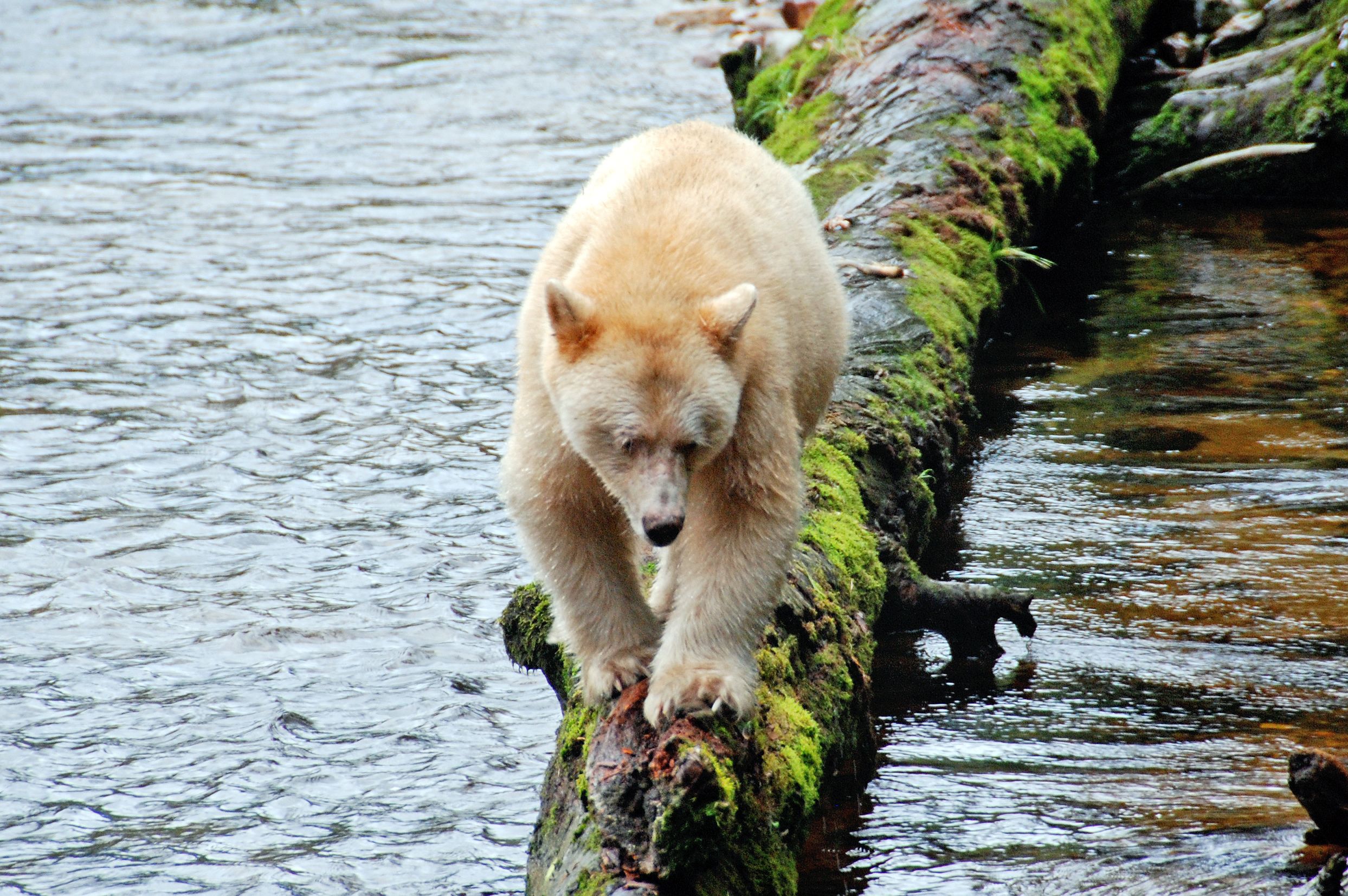 Kermode Bear auf Princess Royal Island