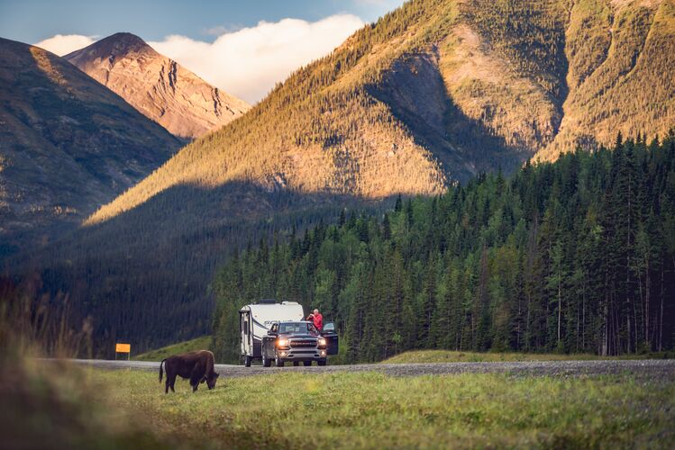 Szenerie mit Bergen und Bison am Liard River in British Columbia
