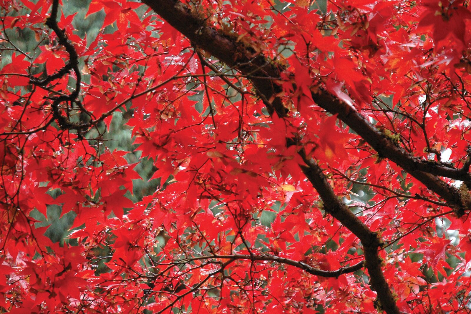 Fall Leaves, Butchart Garden, Victoria