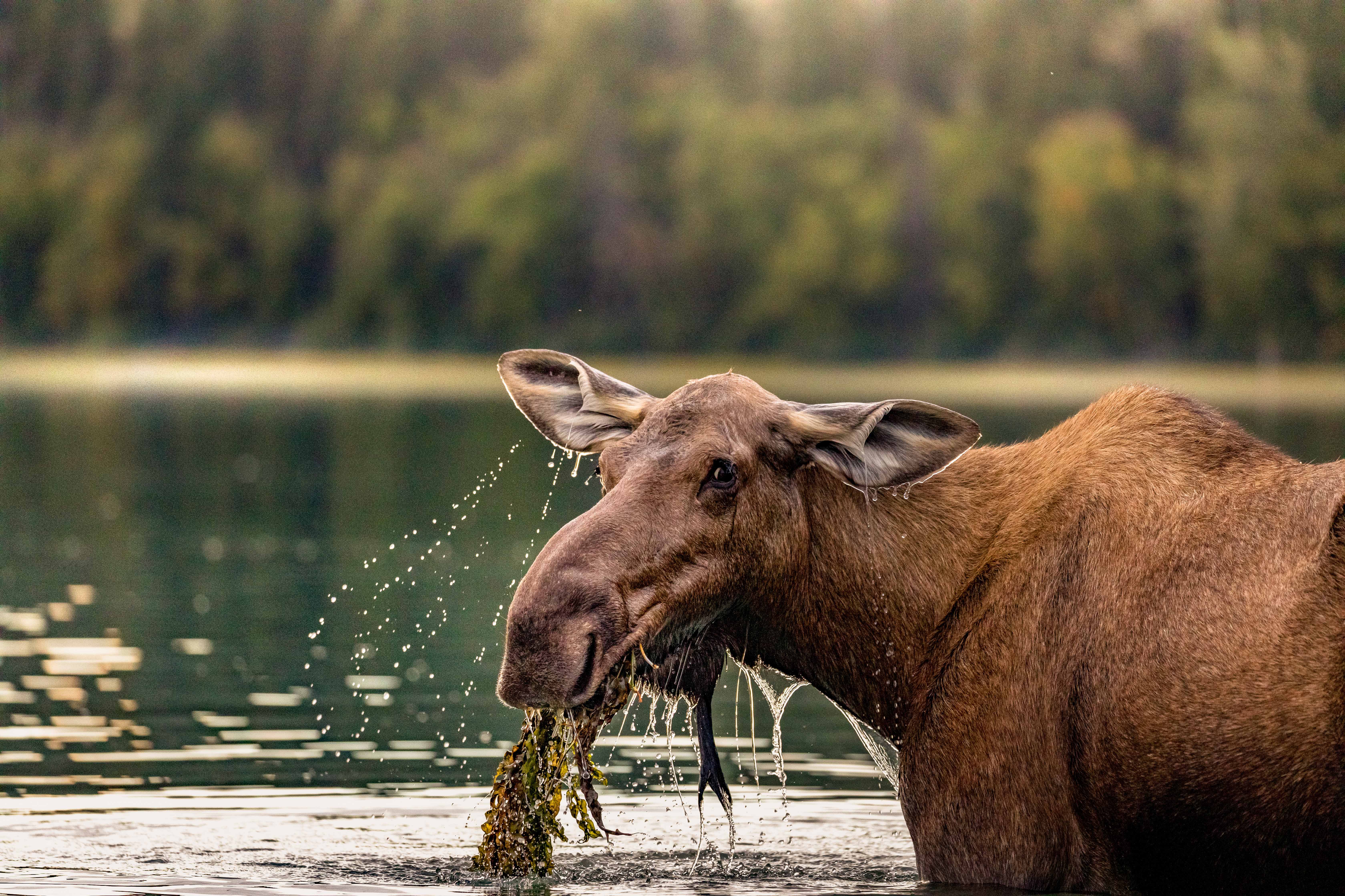 Elch im Bowron Lake Provincial Park