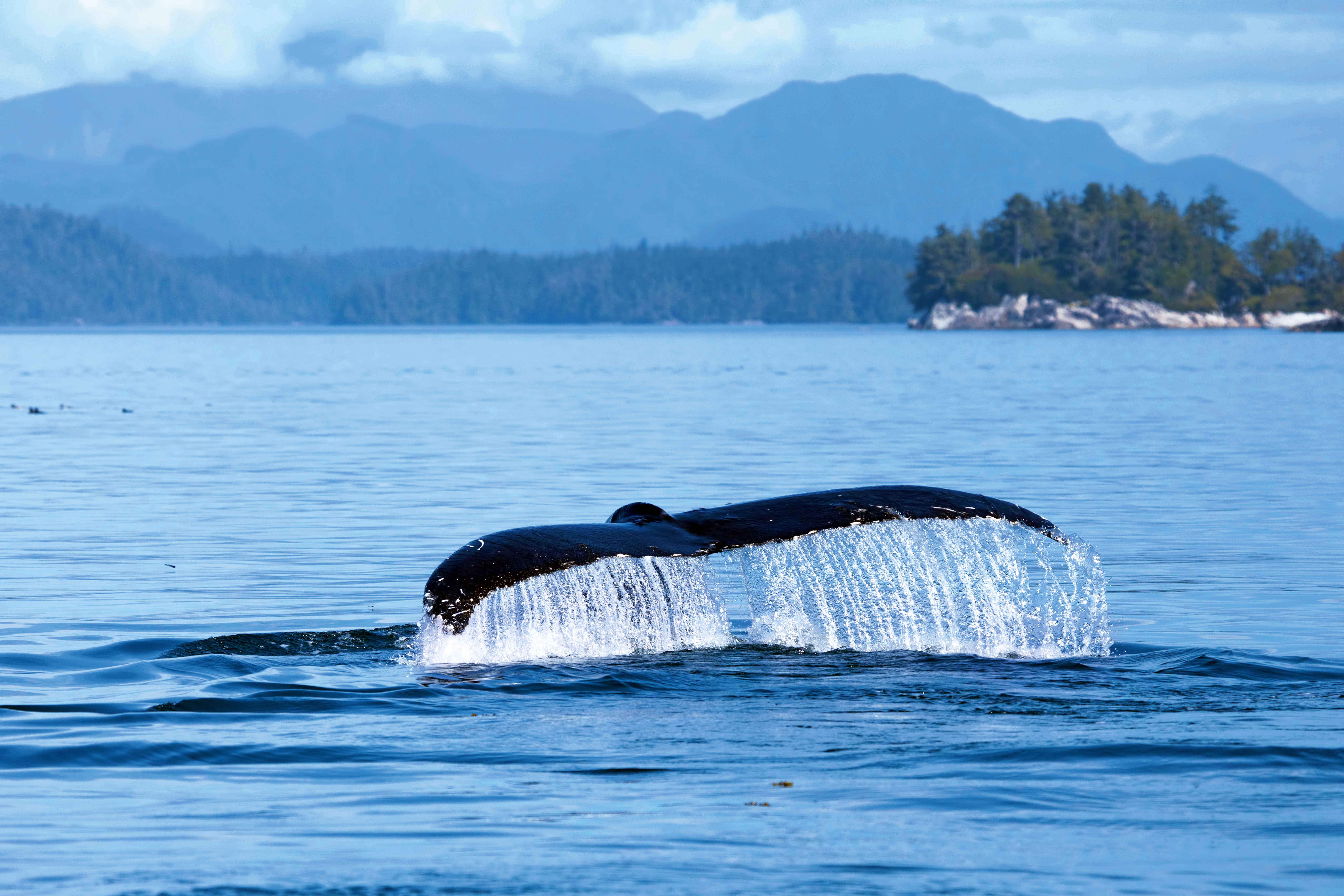 Buckelwal an der Küste British Columbias