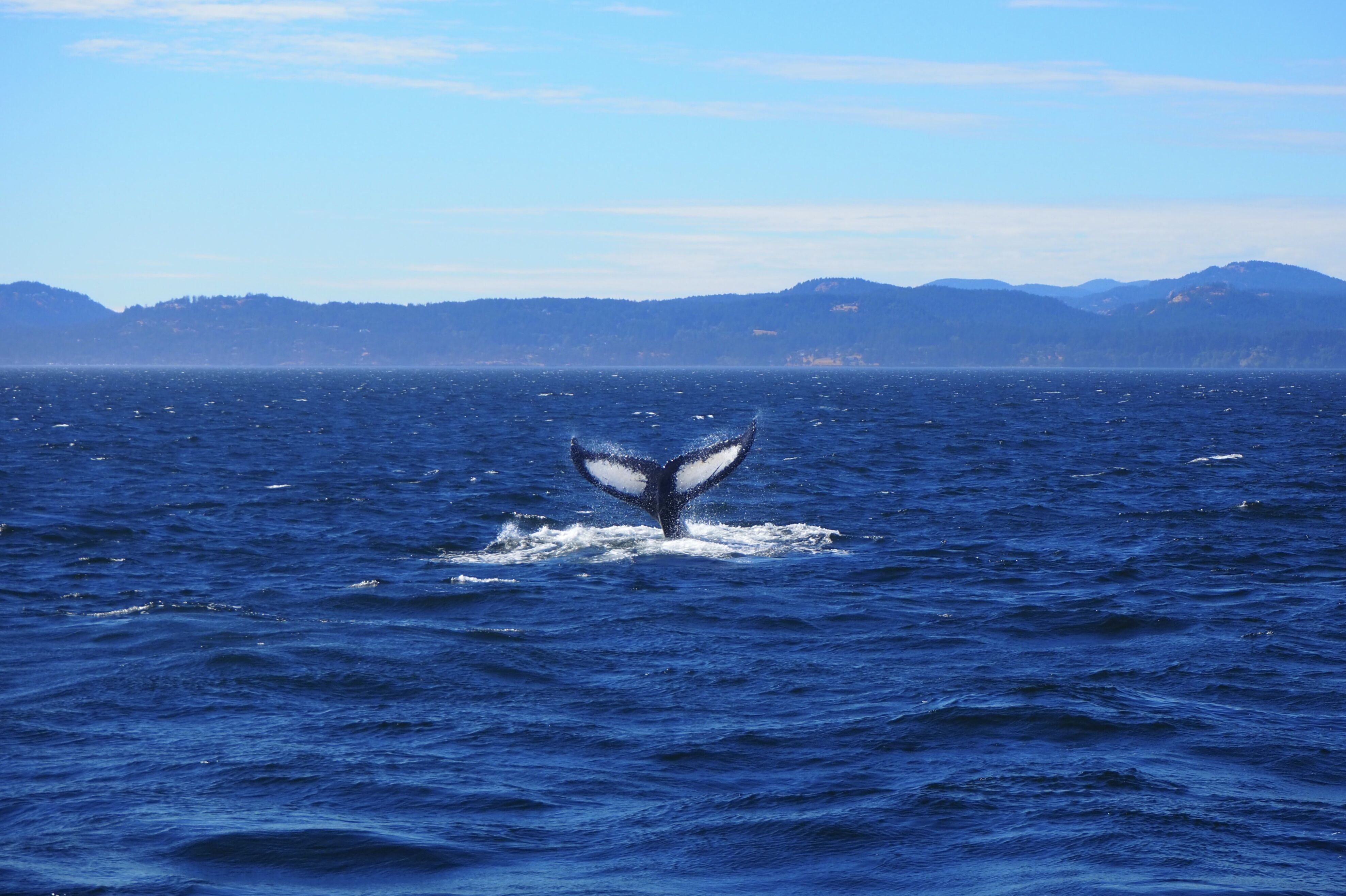 Buckelwal vor Victoria auf Vancouver Island