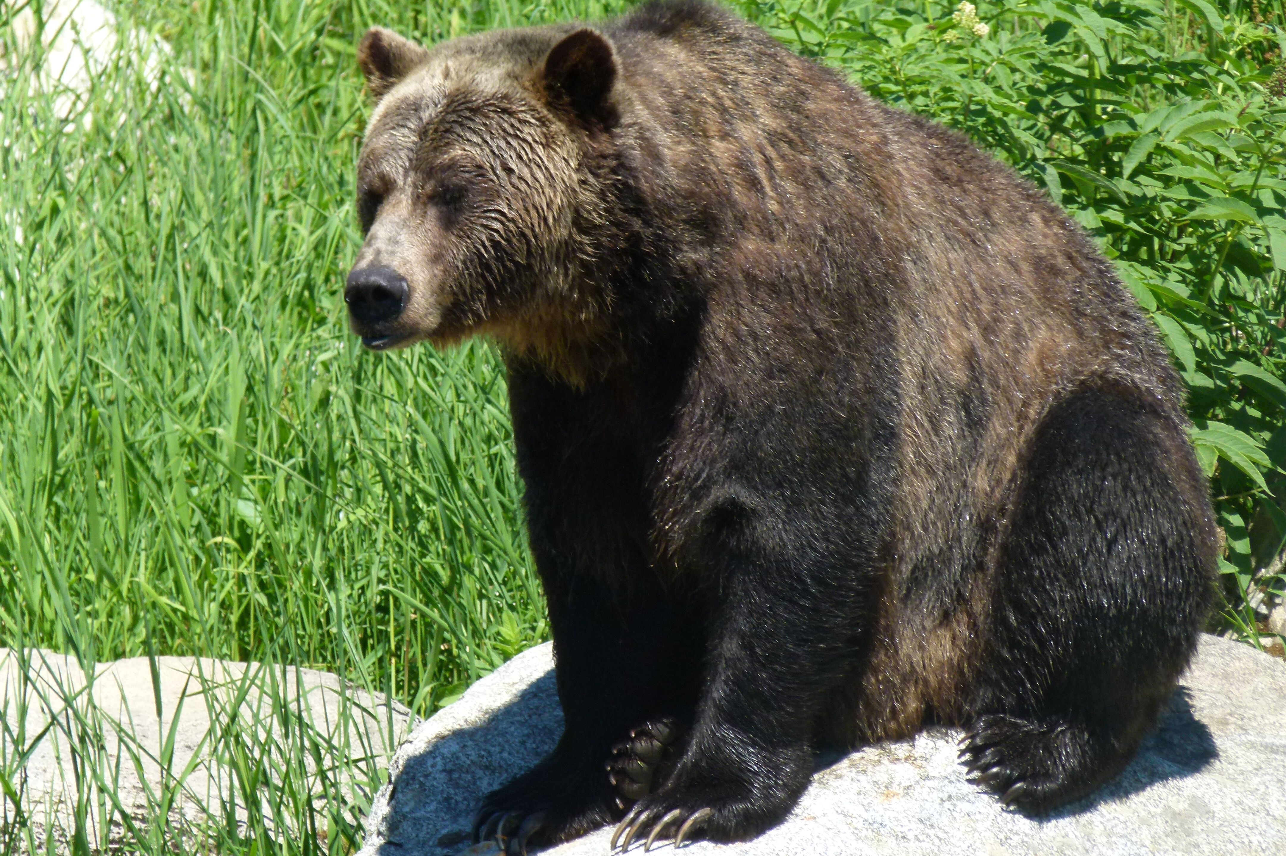 Grizzlie, Grouse Mountain, North Vancouver