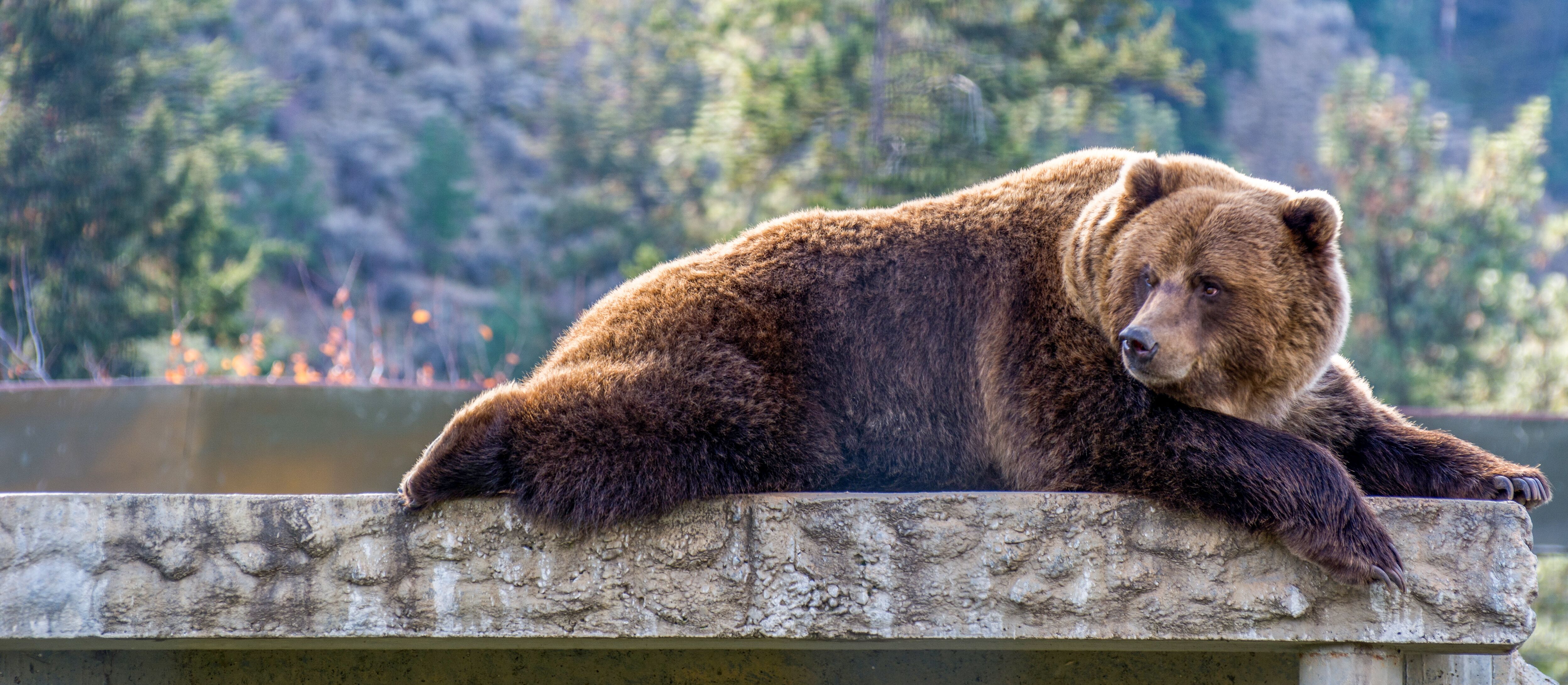 Ein Grizzlybär liegt auf einer Steinbank im BC Wildlife Park.