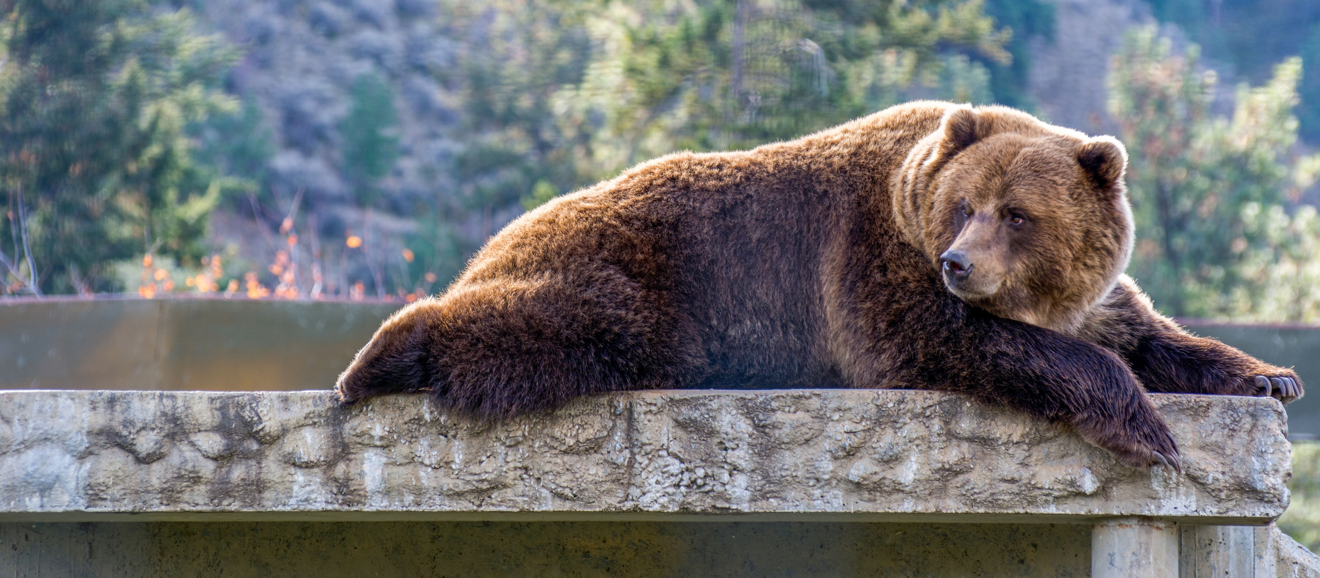 Ein Grizzlybär im BC Wildlife Park nahe Kamloops, British Columbia Ein Grizzlybär liegt auf einer Steinbank im BC Wildlife Park.