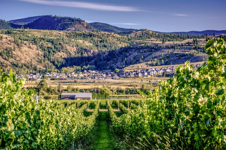 Der Weinhang der Harper's Trail Estate Winery in der NÃ¤he von Kamloops