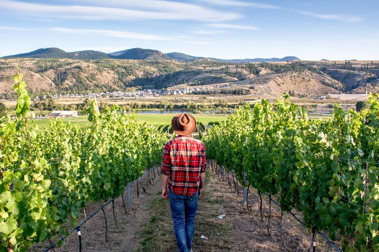 Harper's Trail Weingut in British Columbia, Kanada