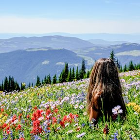 Leuchtende Wildblumenwiese in den Bergen des Sun Peaks Resorts