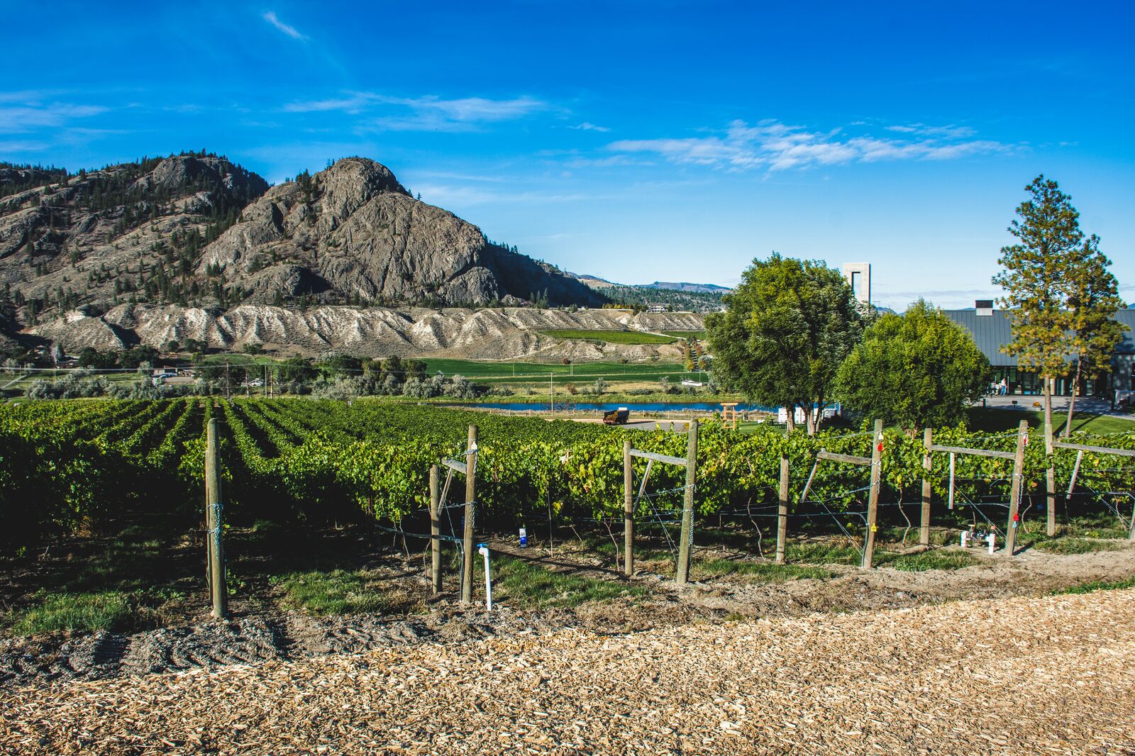 Der Weinhang der Monte Creek Ranch Winery in der NÃ¤he von Kamloops