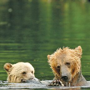 Baerenfamilie badet