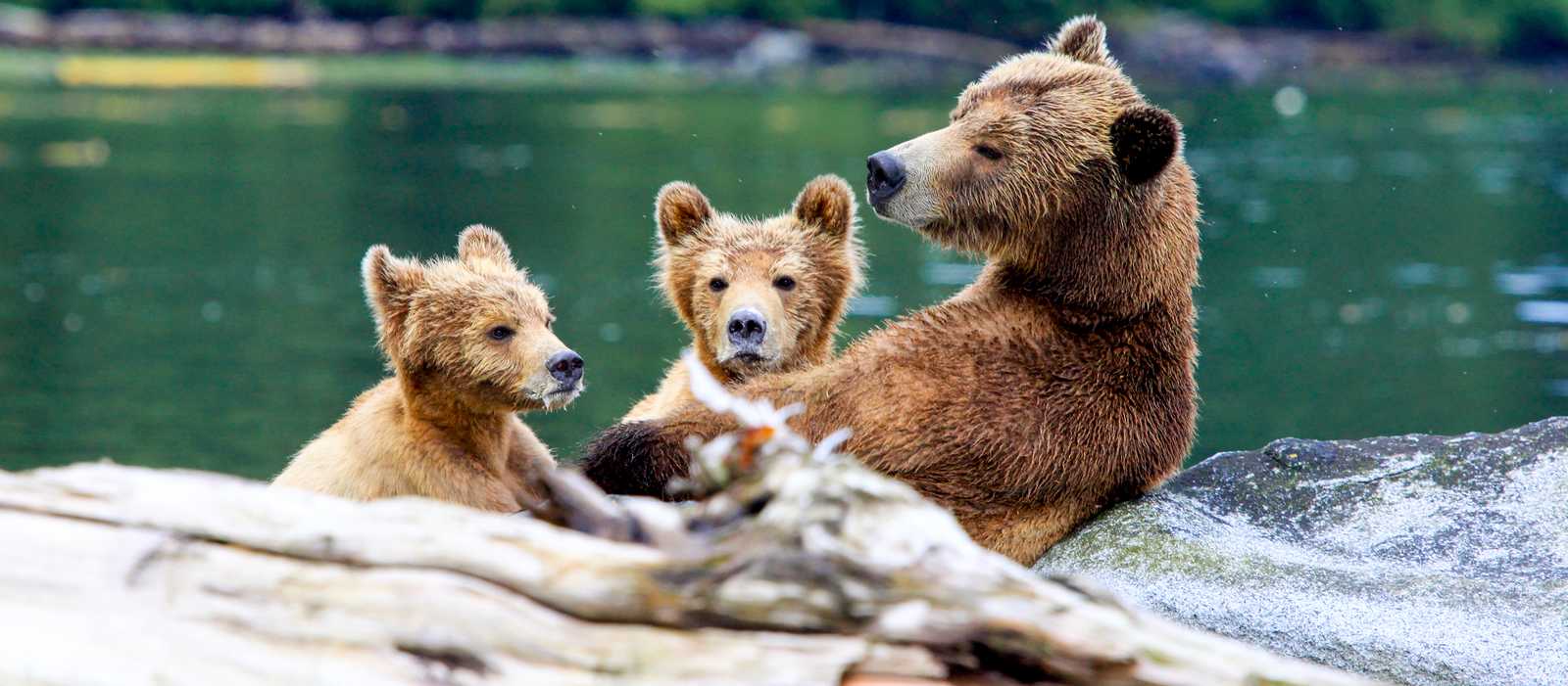 Barenbeobachtung In British Columbia Canusa