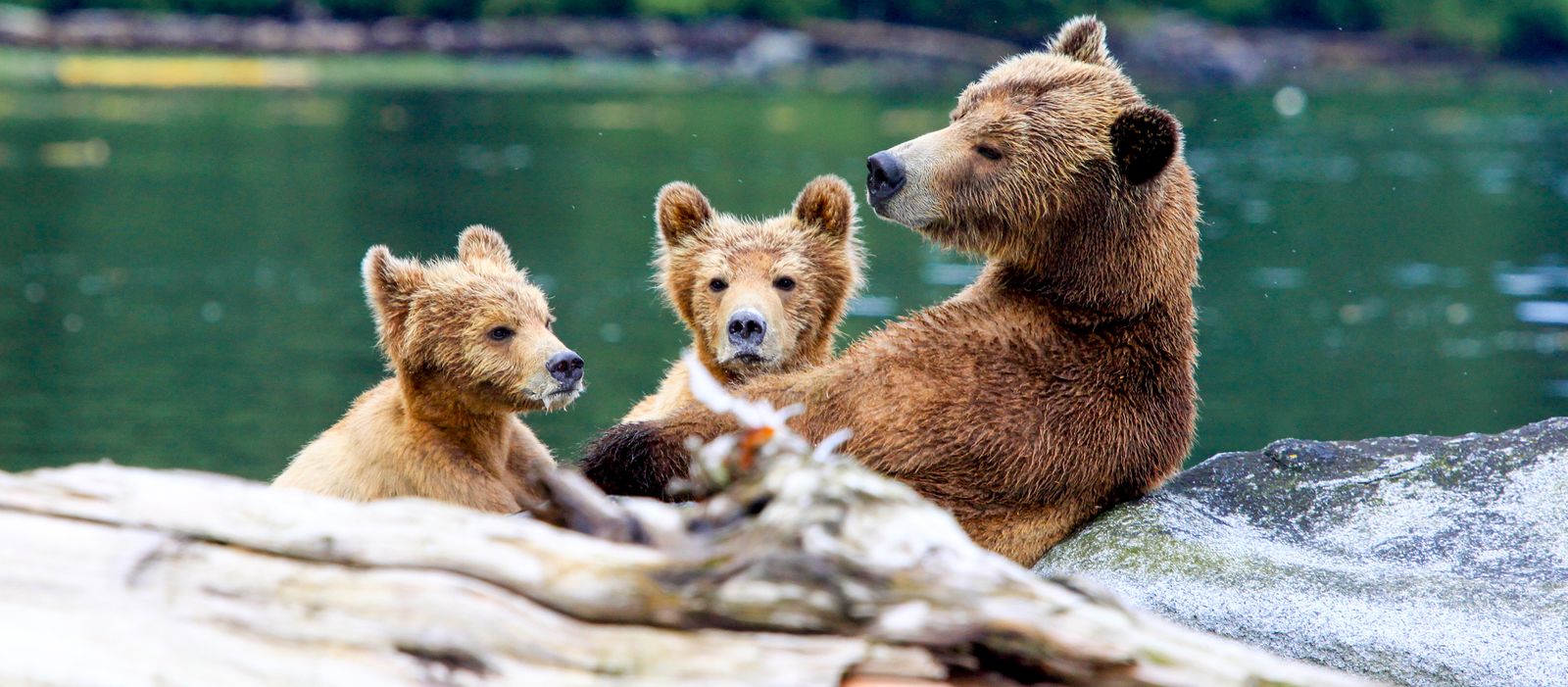 Aufmerksame Bärenfamilie in British-Columbia