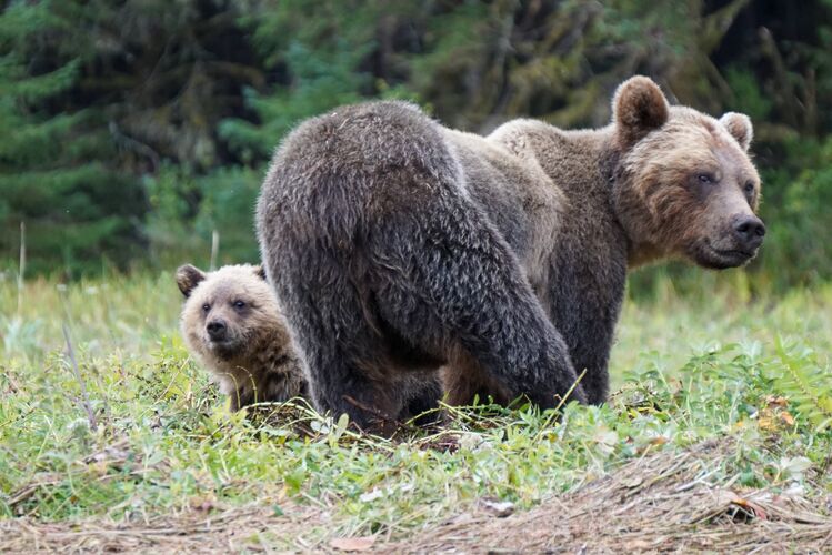 Grizzlybären im Glendale Cove