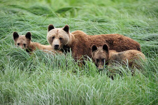 Grizzlybaeren in Glendale Cove