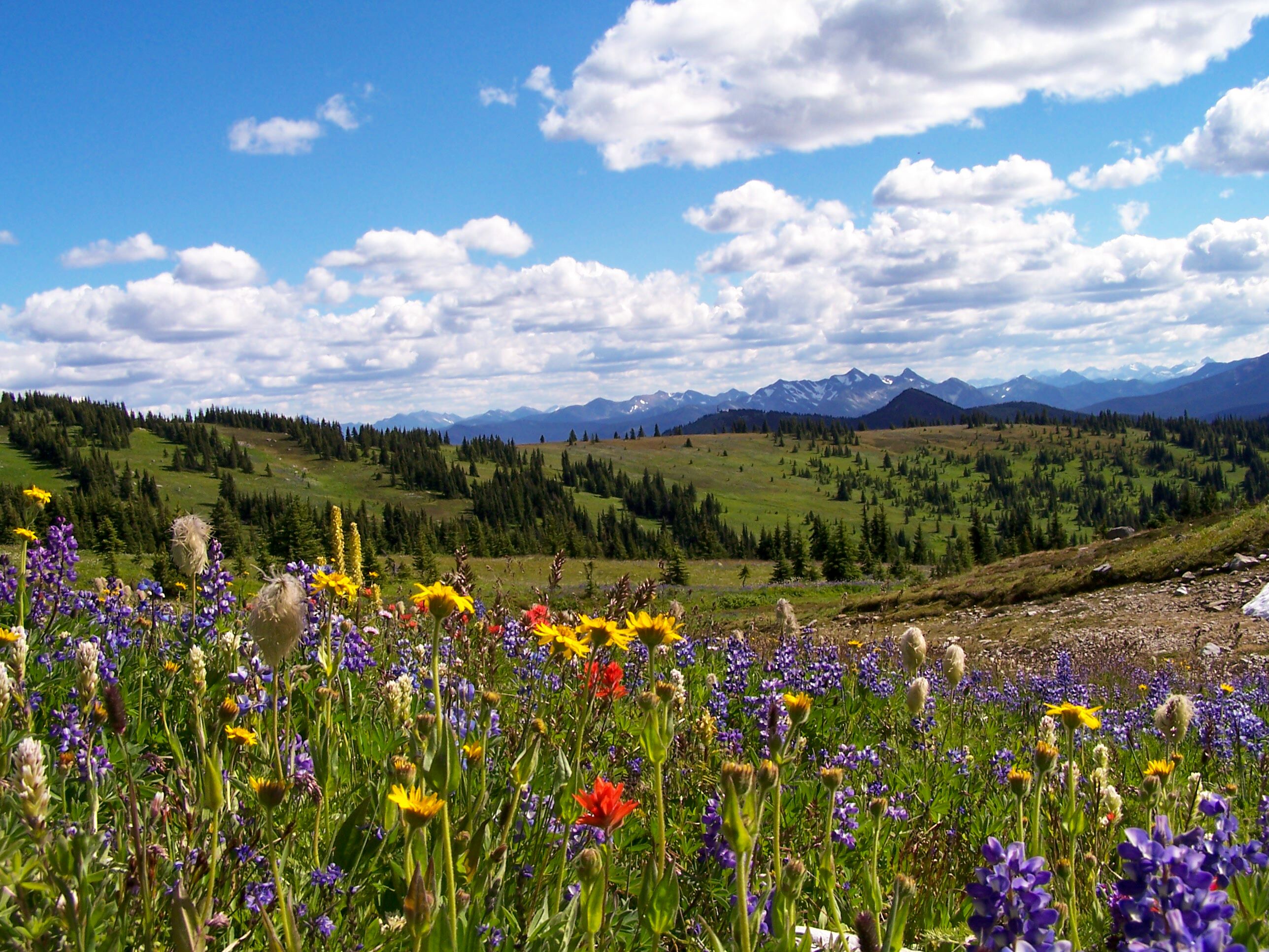 Eine Wildblumenwiese im Manning Provincial Park in British Columbia