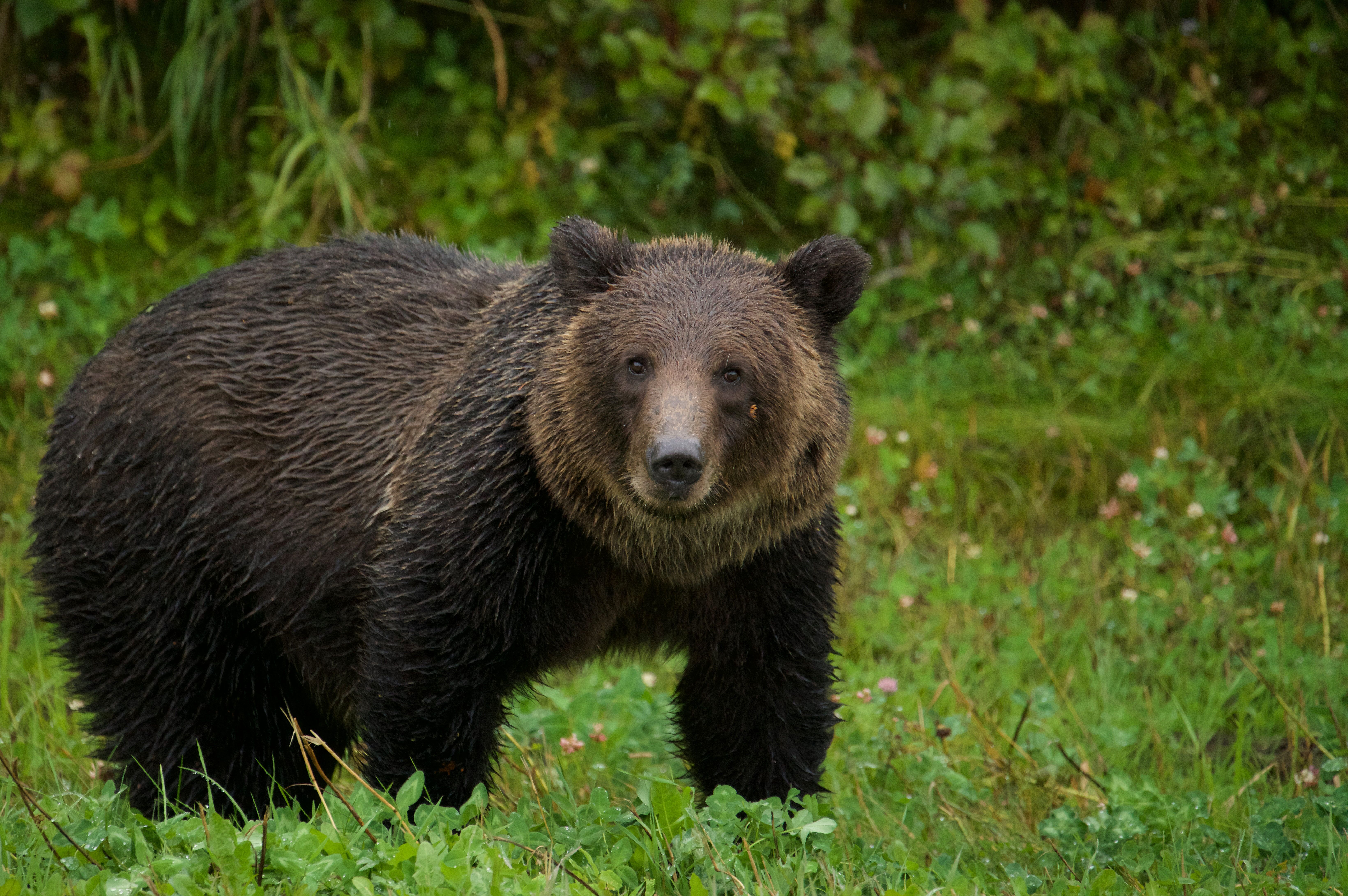 Grizzly-Begegnung am Alaska Highway