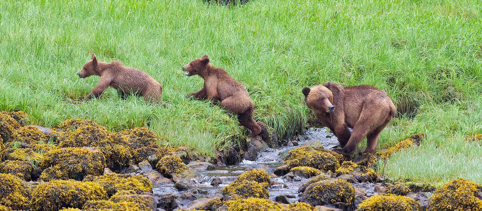 Grizzly Baren Beobachtung Canusa