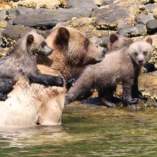 regionen/kanada/britishcolumbia/northern-bc/baerenbeobachtung-khutzeymateen-13.cr1398x1400-449x0 regionen/kanada/britishcolumbia/northern-bc/baerenbeobachtung-khutzeymateen-13.cr1398x1400-449x0