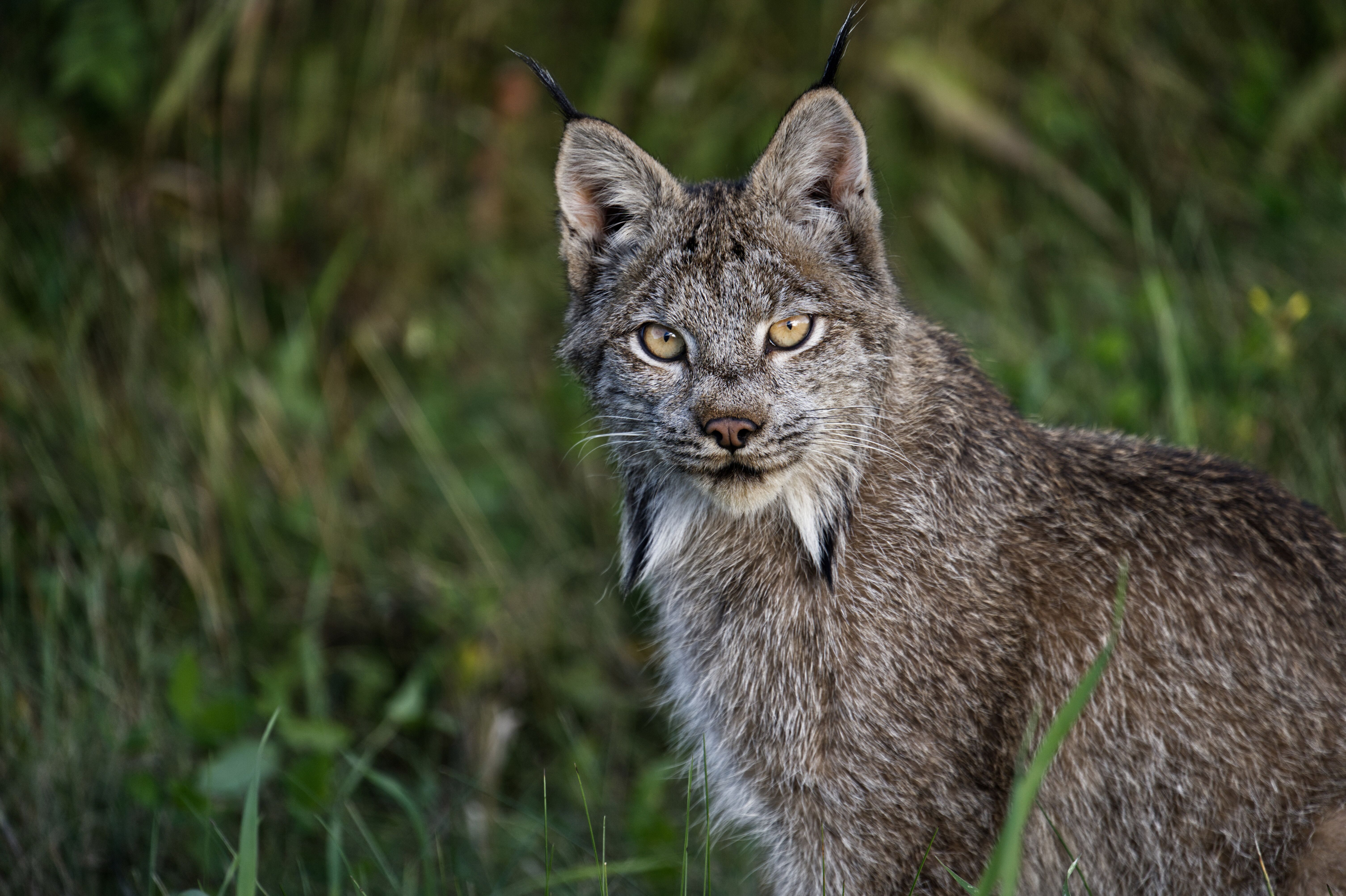 Begegnung mit einem Kanadischen Luchs