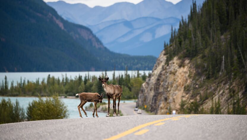 Rentiere in freier Wildbahn am Muncho Lake Rentiere in freier Wildbahn am Muncho Lake
