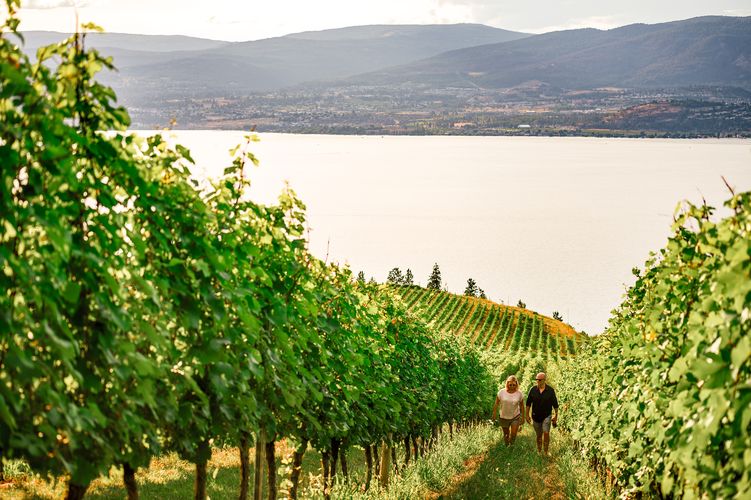Spaziergang durch die Weinberge im Okanagan Valley, British Columbia;