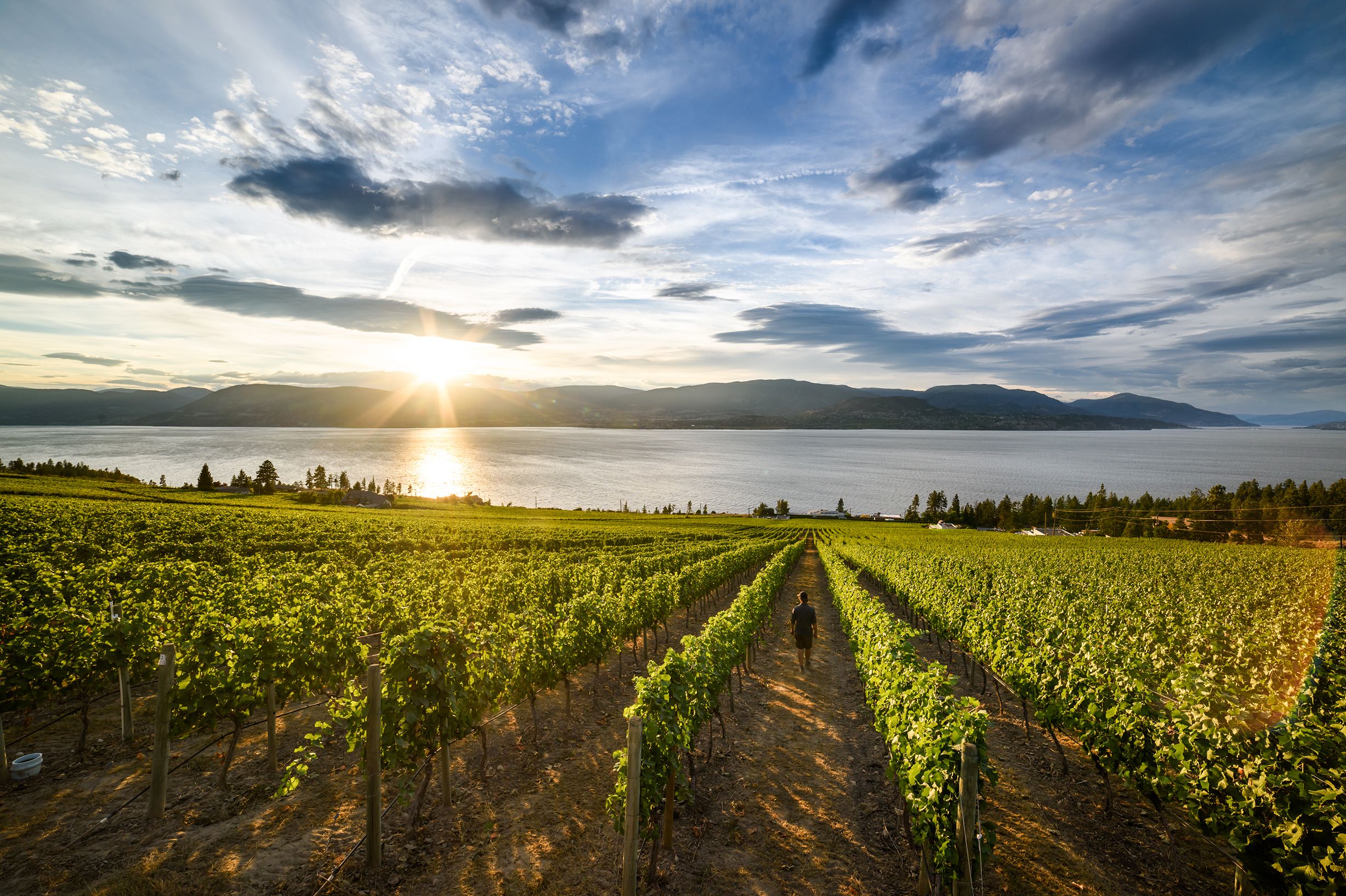 Weinberg der Estate Winery im Okanagan Valley