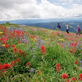 Gemeinsam durch die weiten Felder von Sun Peaks wandern