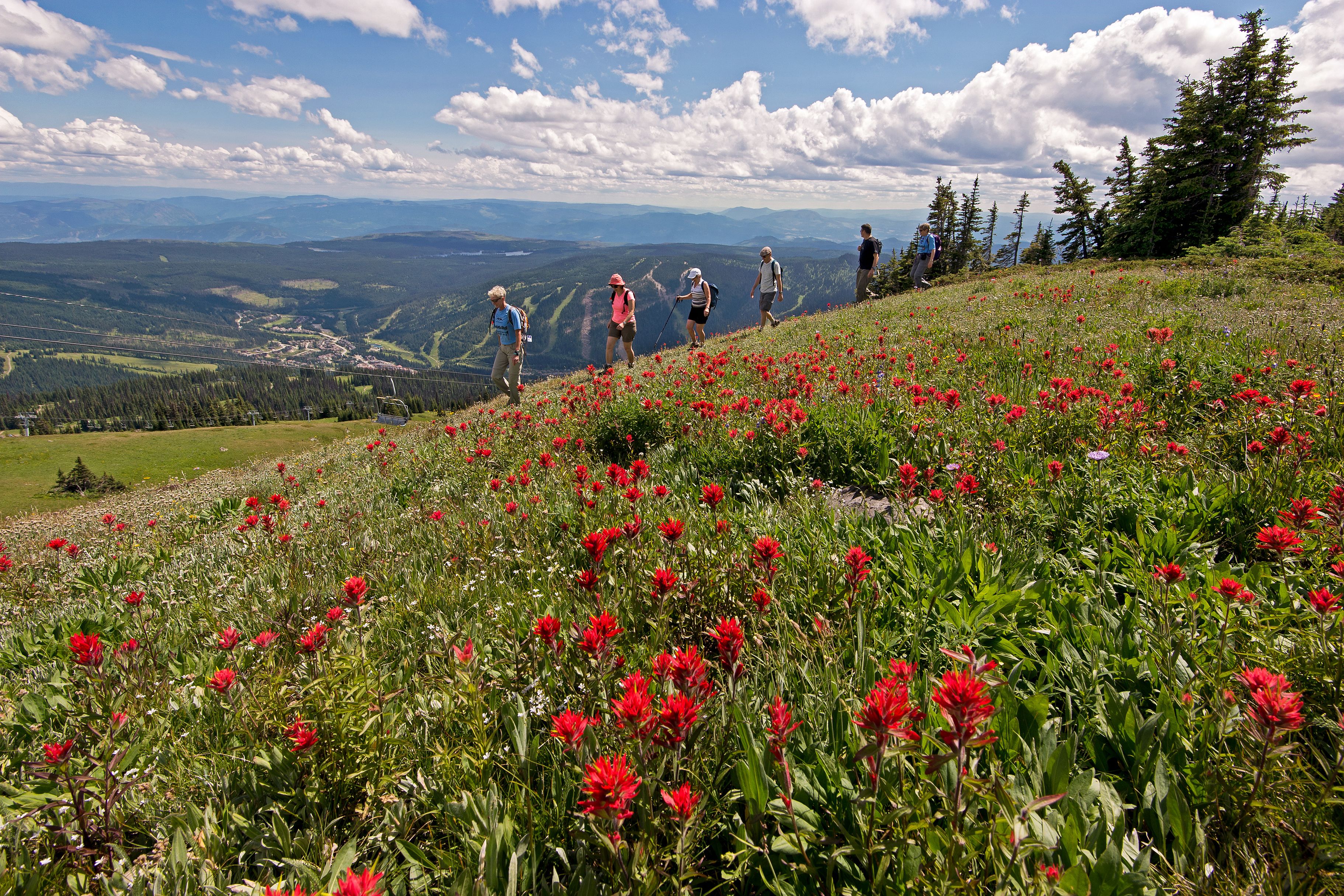 Durch die blühenden Felder von Sun Peaks wandern