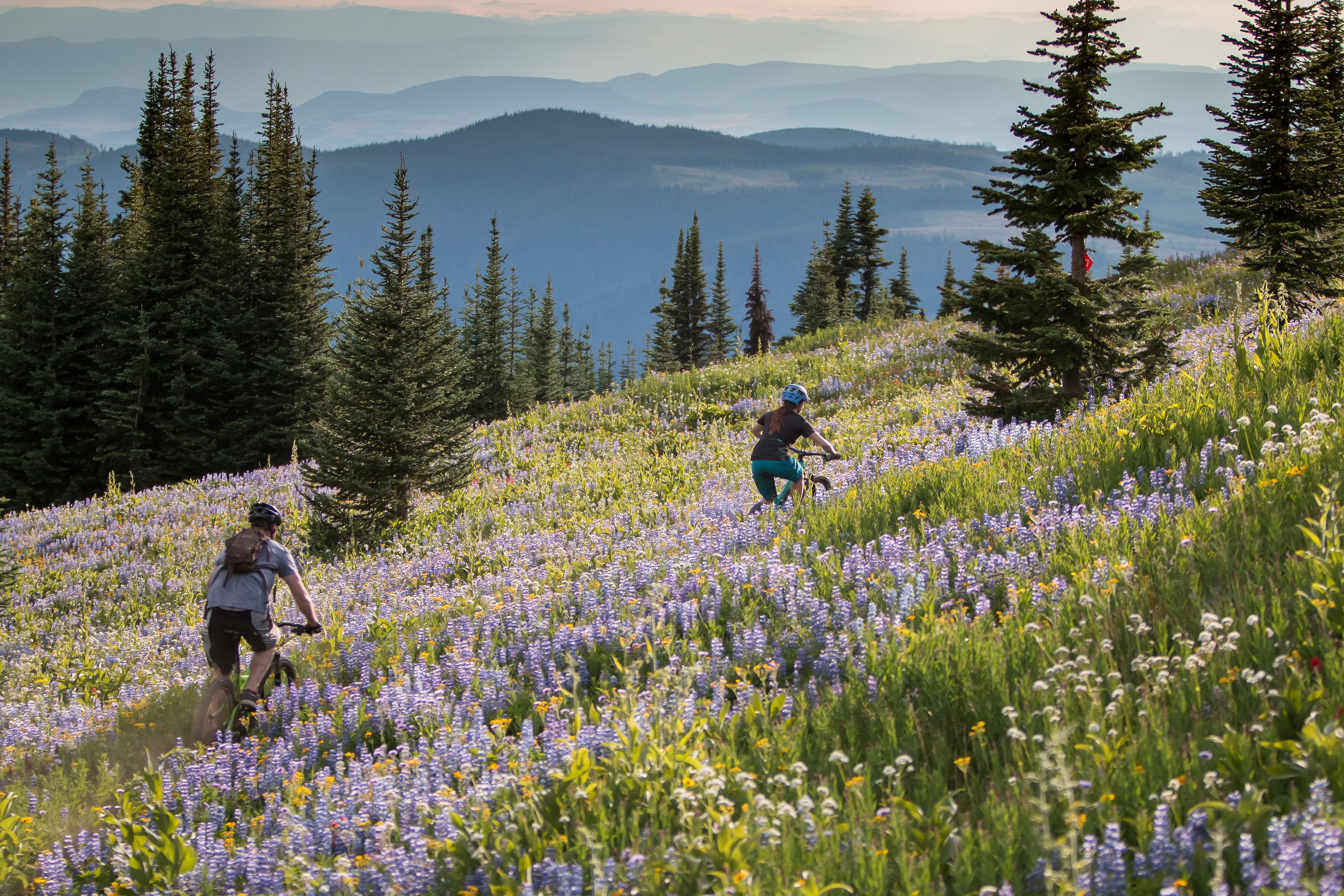 Der Altitude Trail zum Mountainbiking in Sun Peaks, Britisch Kolumbien