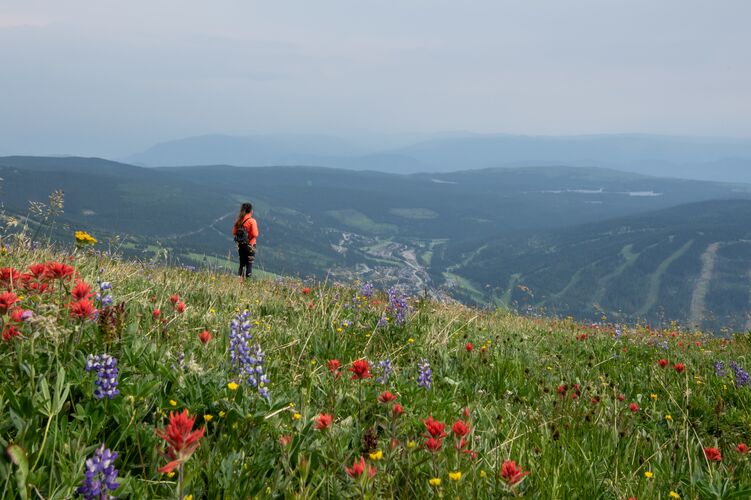 Blütenpracht auf Wanderwegen in Sun Peaks genießen