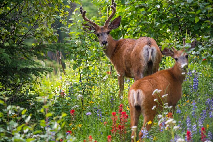 Zwei Hirsche umgeben von Frühlingsblühern in Sun Peaks