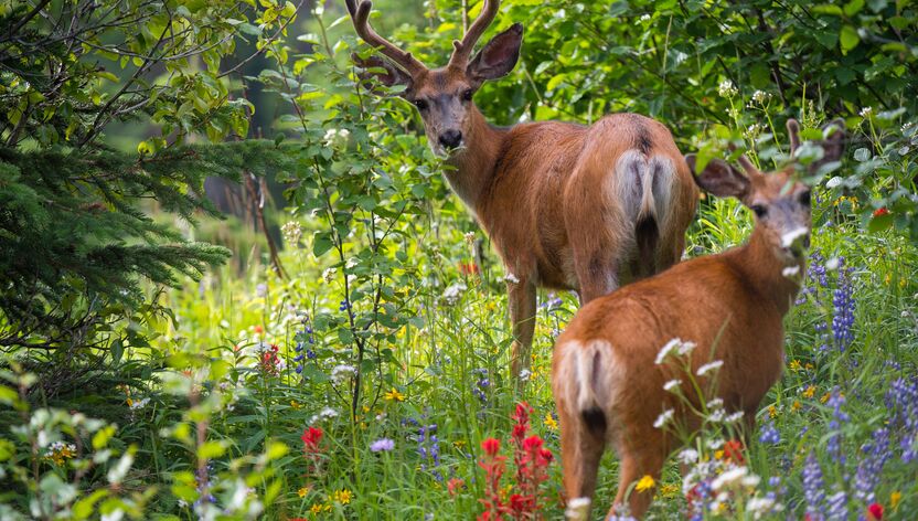 Zwei Hirsche umgeben von Frühlingsblühern in Sun Peaks Zwei Hirsche umgeben von Frühlingsblühern in Sun Peaks