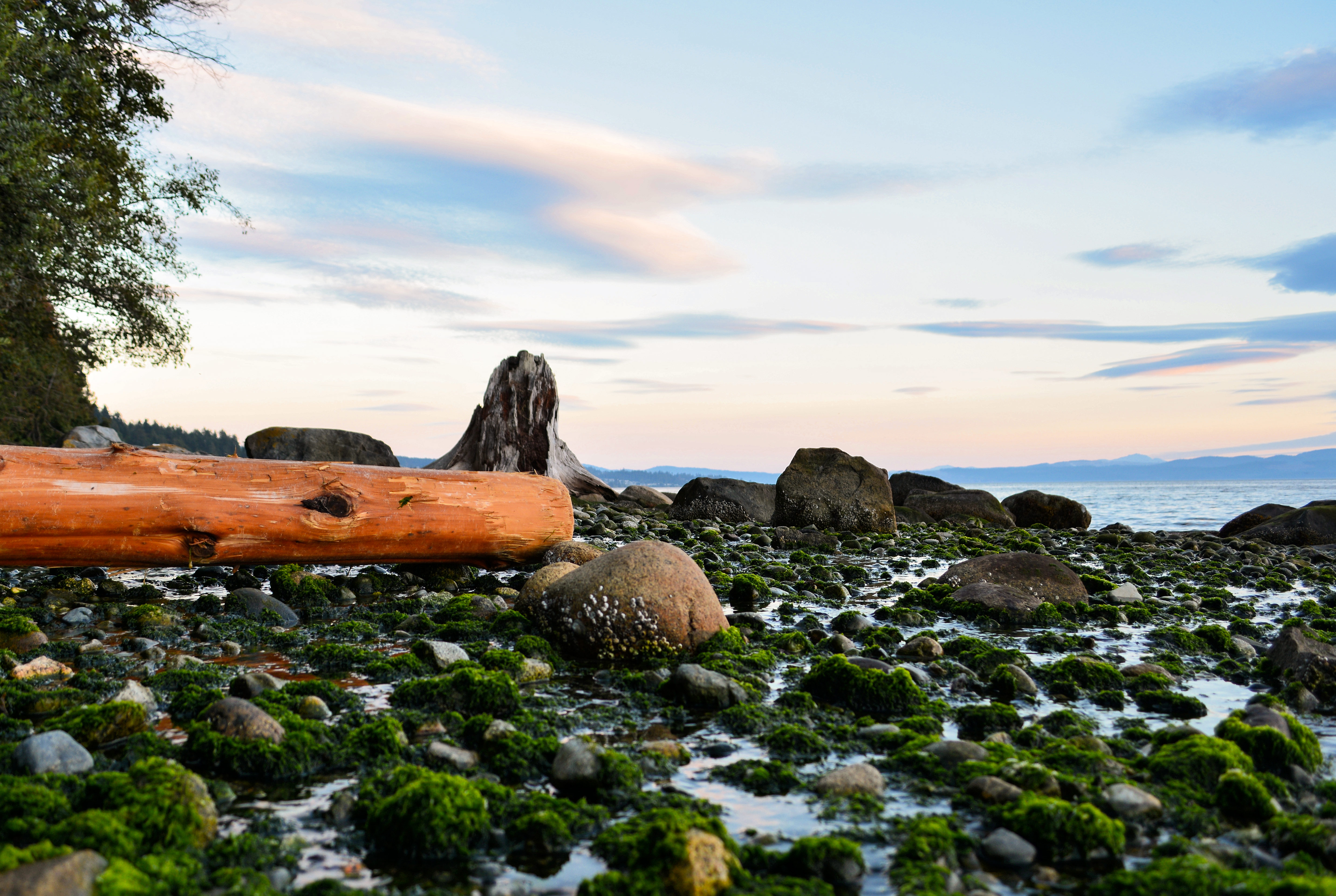Moosüberwucherte Steine am Strand von Powell River an der Sunshine Coast in British Columbia