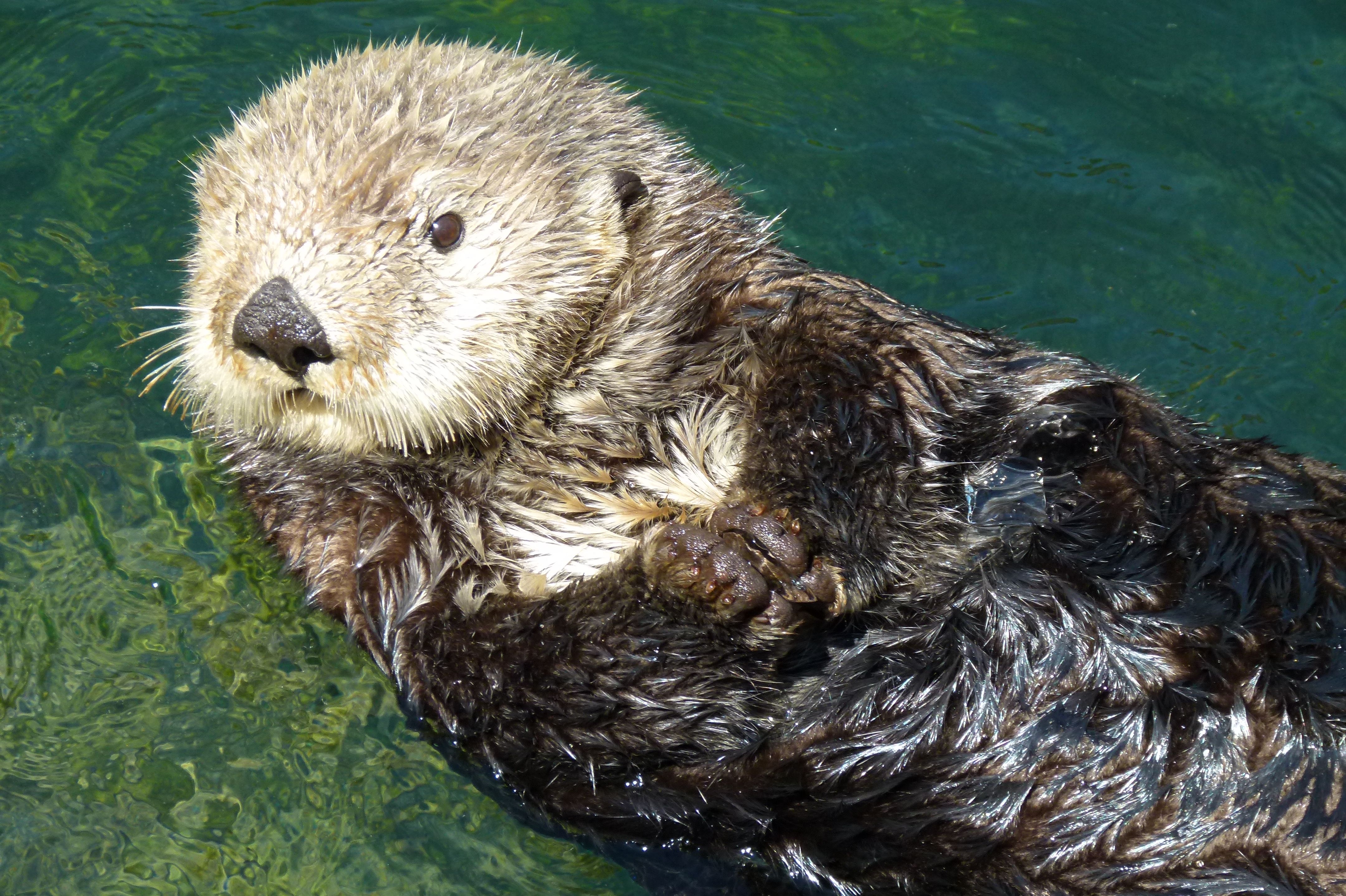 Fischotter, Vancouver Aquarium