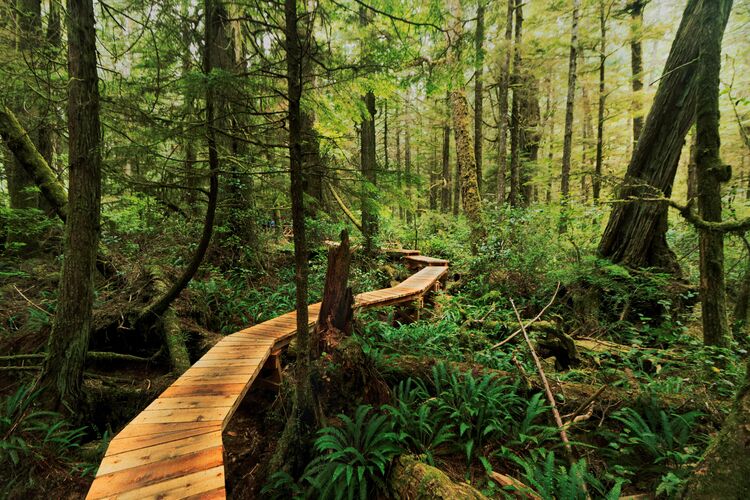 Holzweg im Regenwald von Vancouver Island in British Columbia