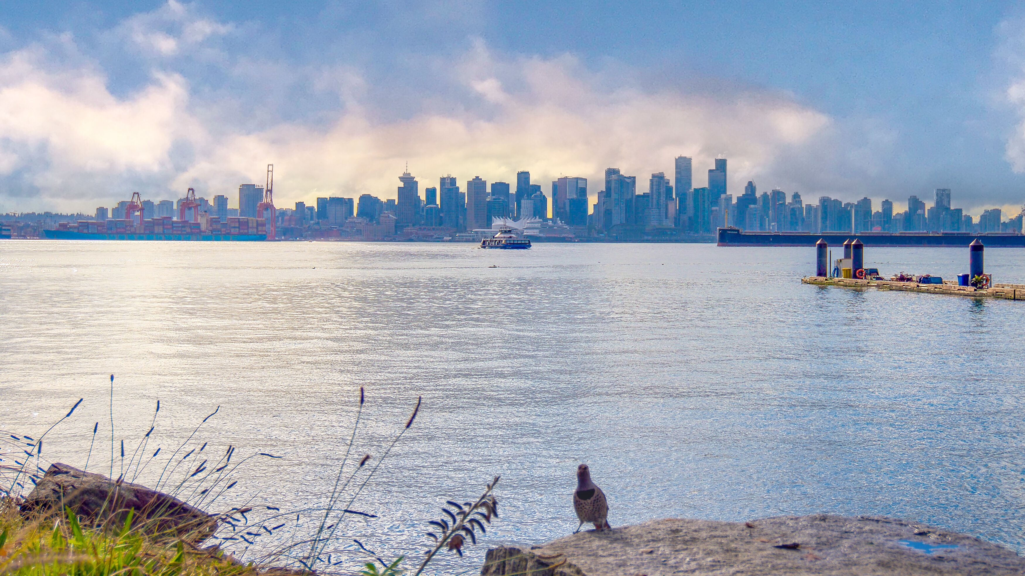 Ein kleiner Vogel blickt auf die Skyline von Vancouver