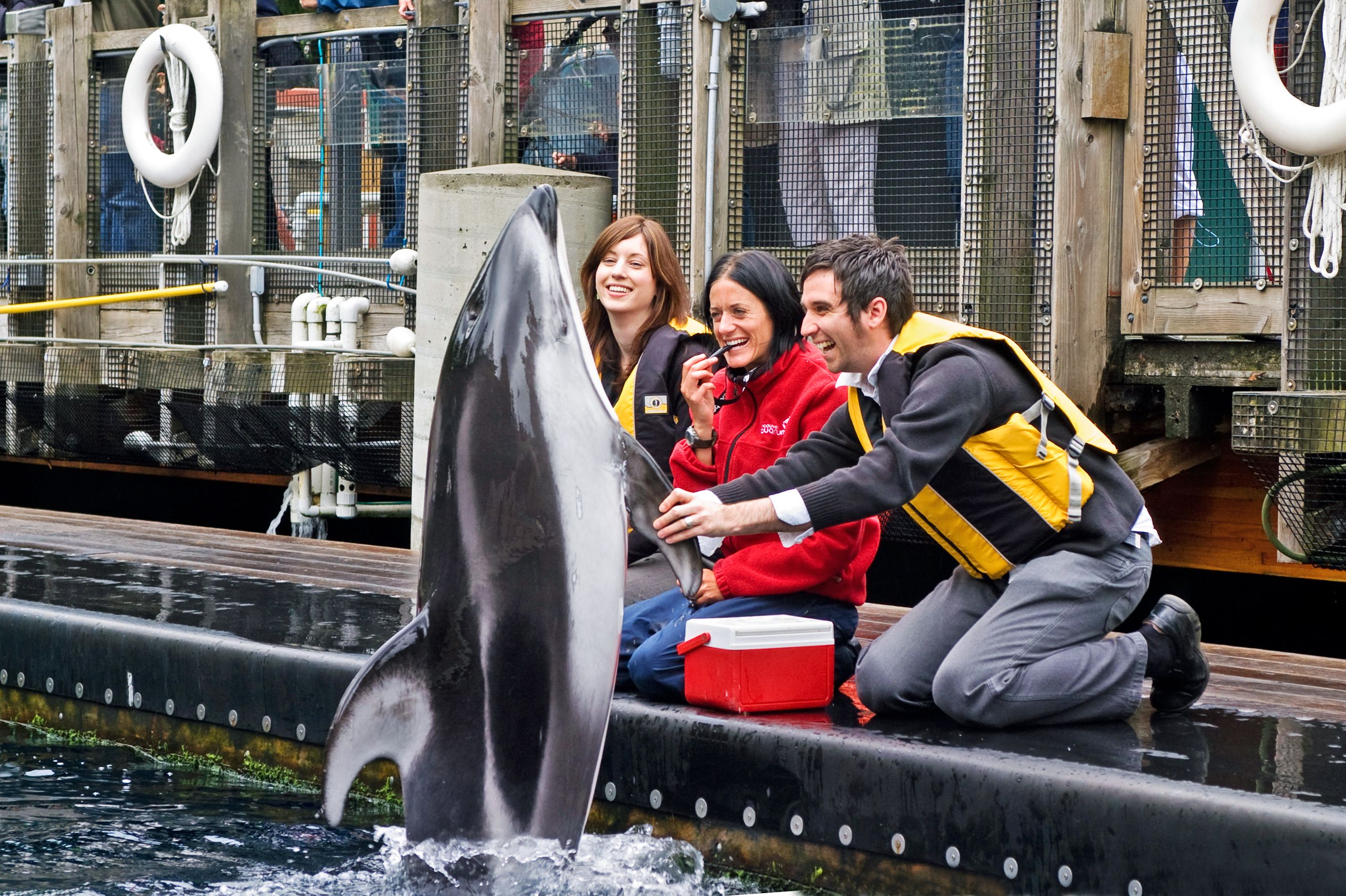 Delfin im Vancouver Aquarium