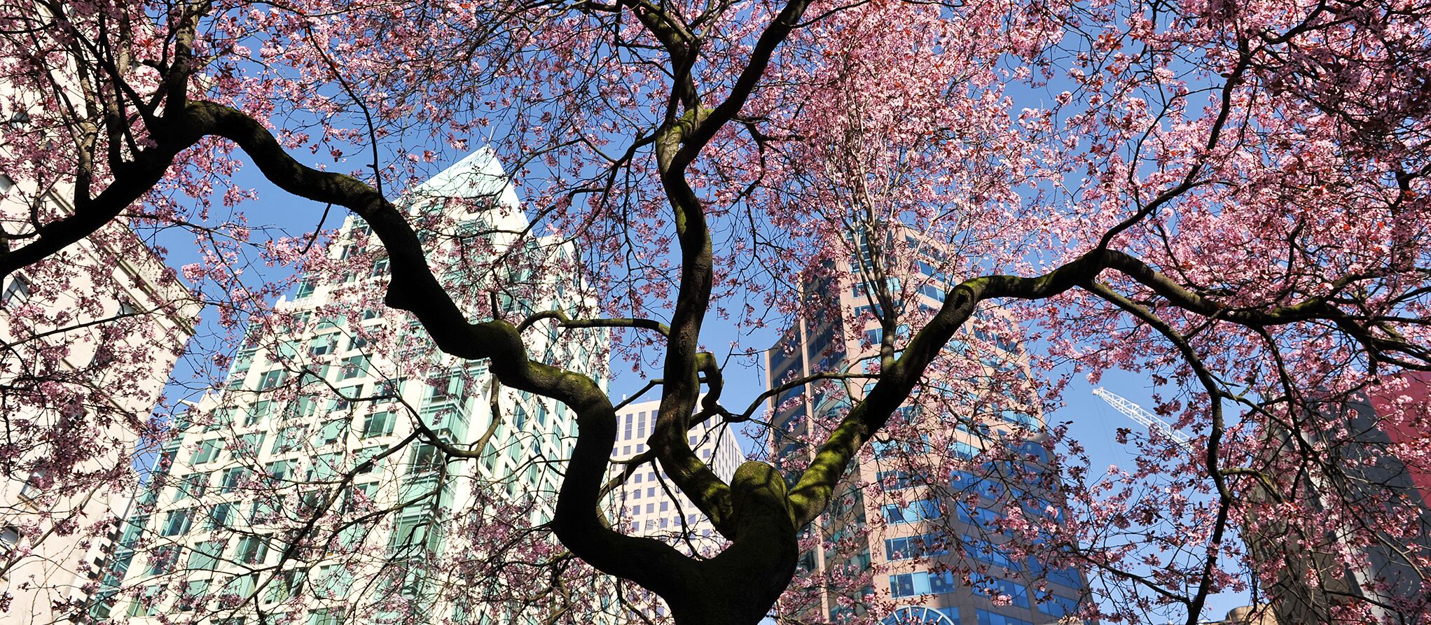 Kirschbaum in Vancouver
