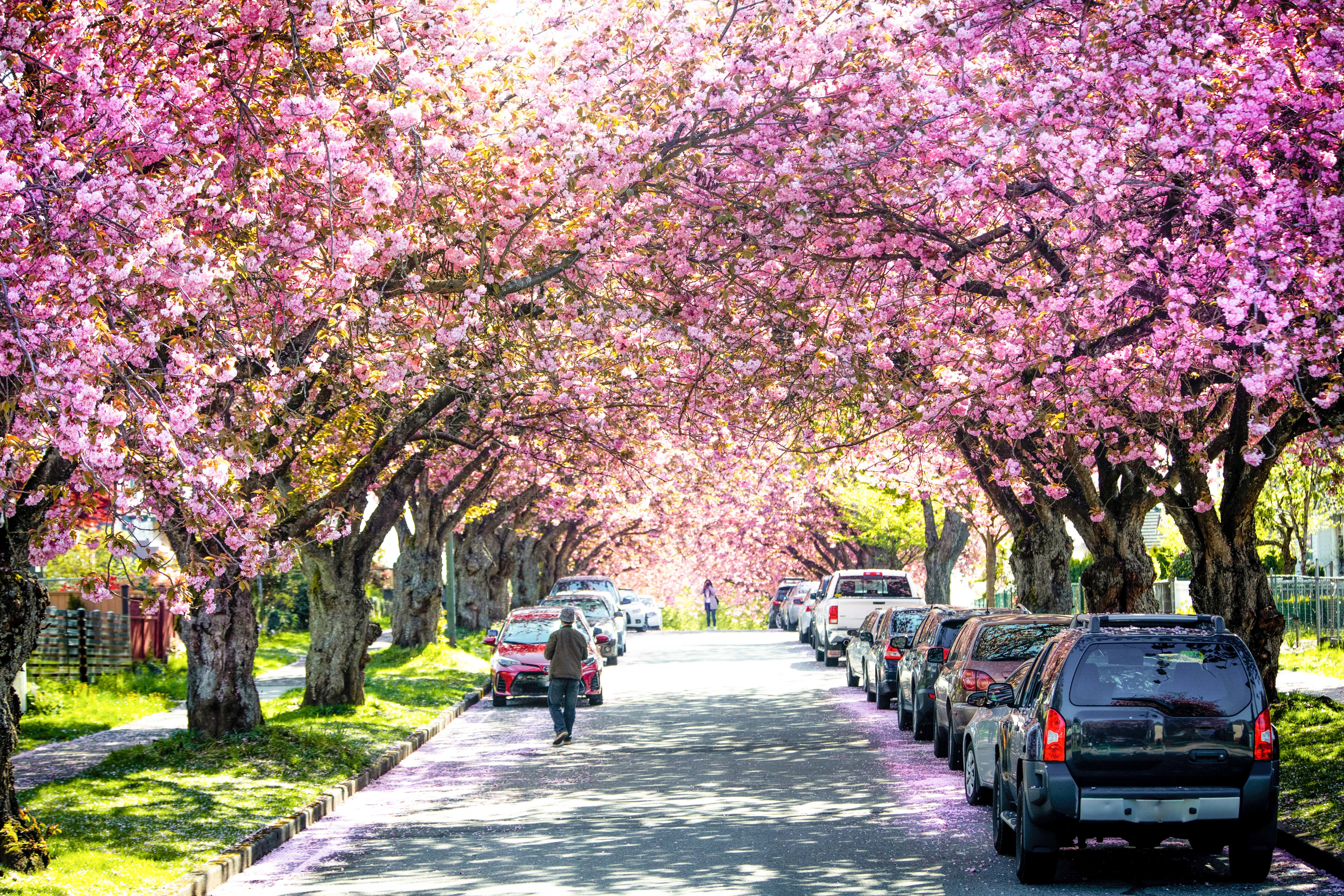 regionen/kanada/britishcolumbia/vancouver/vancouver-spring-cherryblossoms-tvan-cherry-april-print.cr6553x4369-0x0