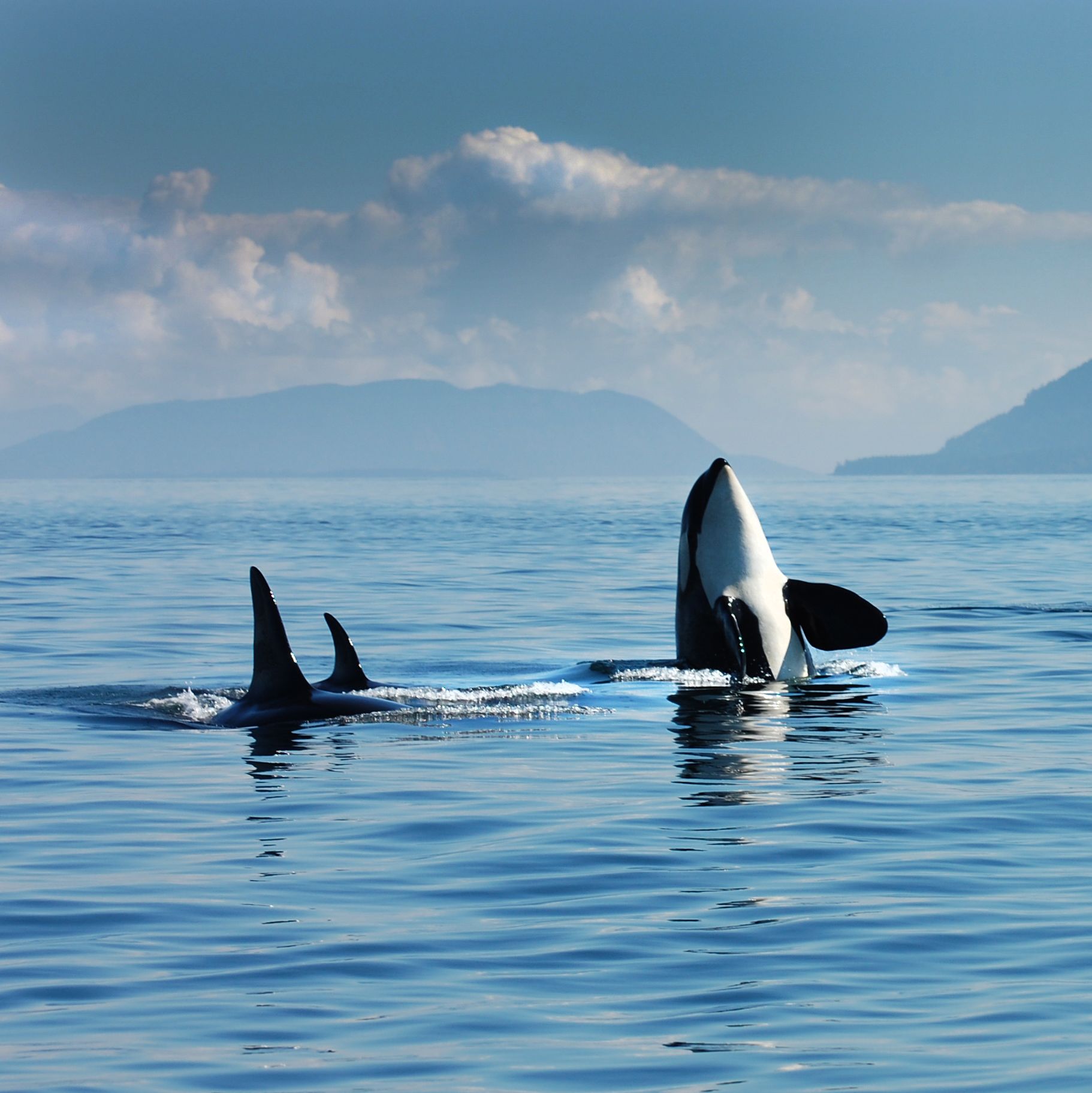 Whale watching in Vancouver, British Columbia