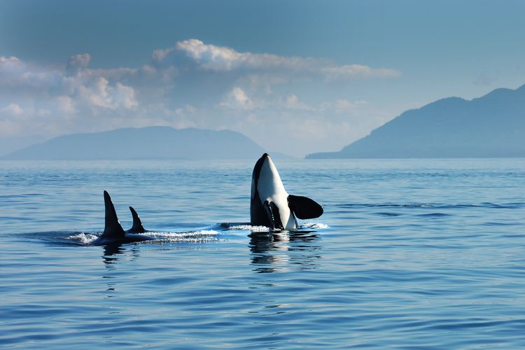 Whale watching in Vancouver, British Columbia